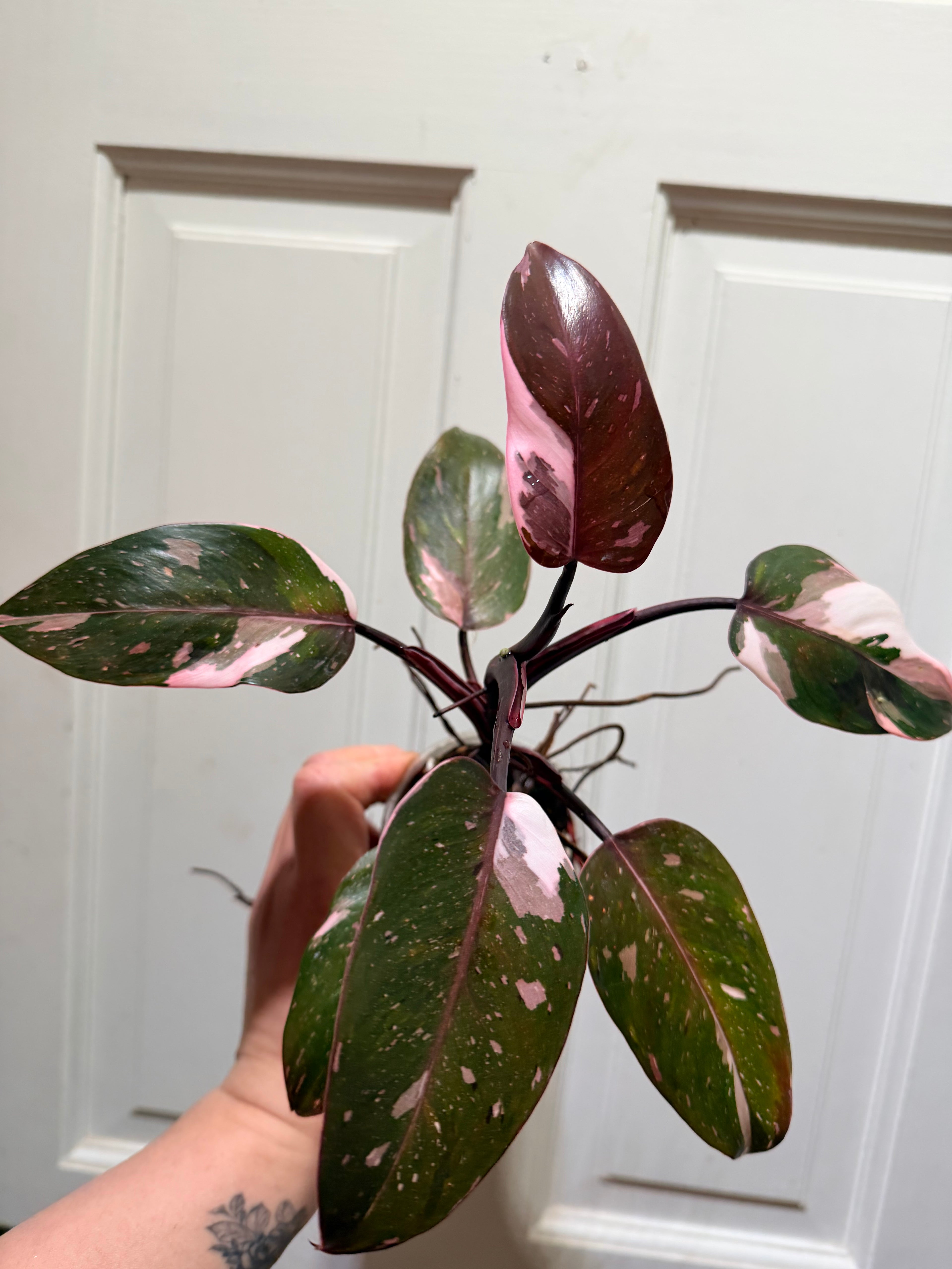 Philodendron Red Anderson