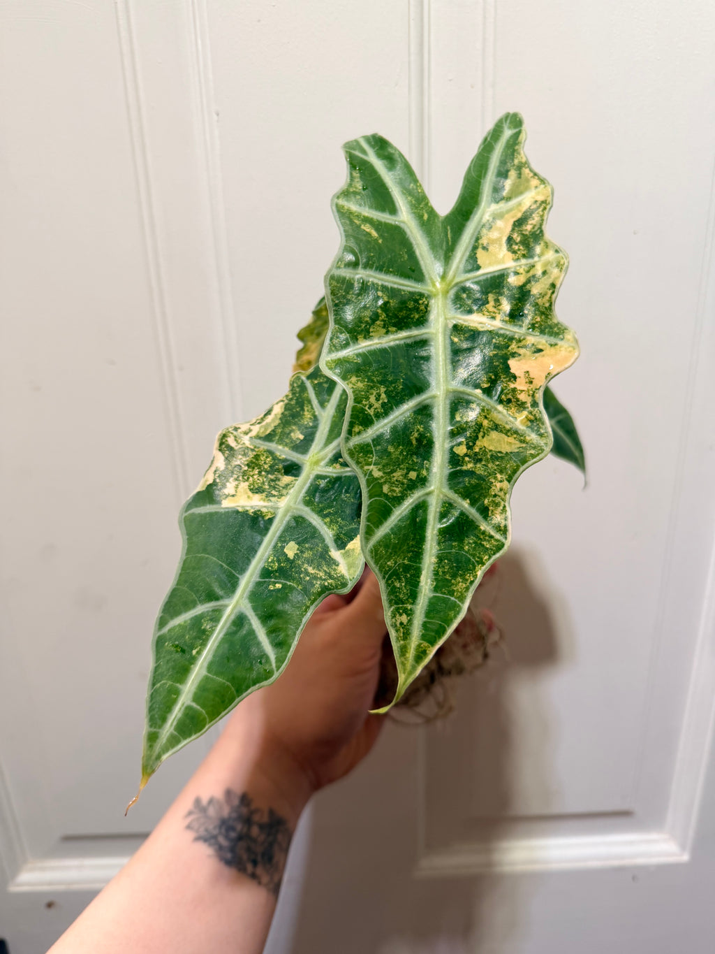 Alocasia Polly Aurea Corm