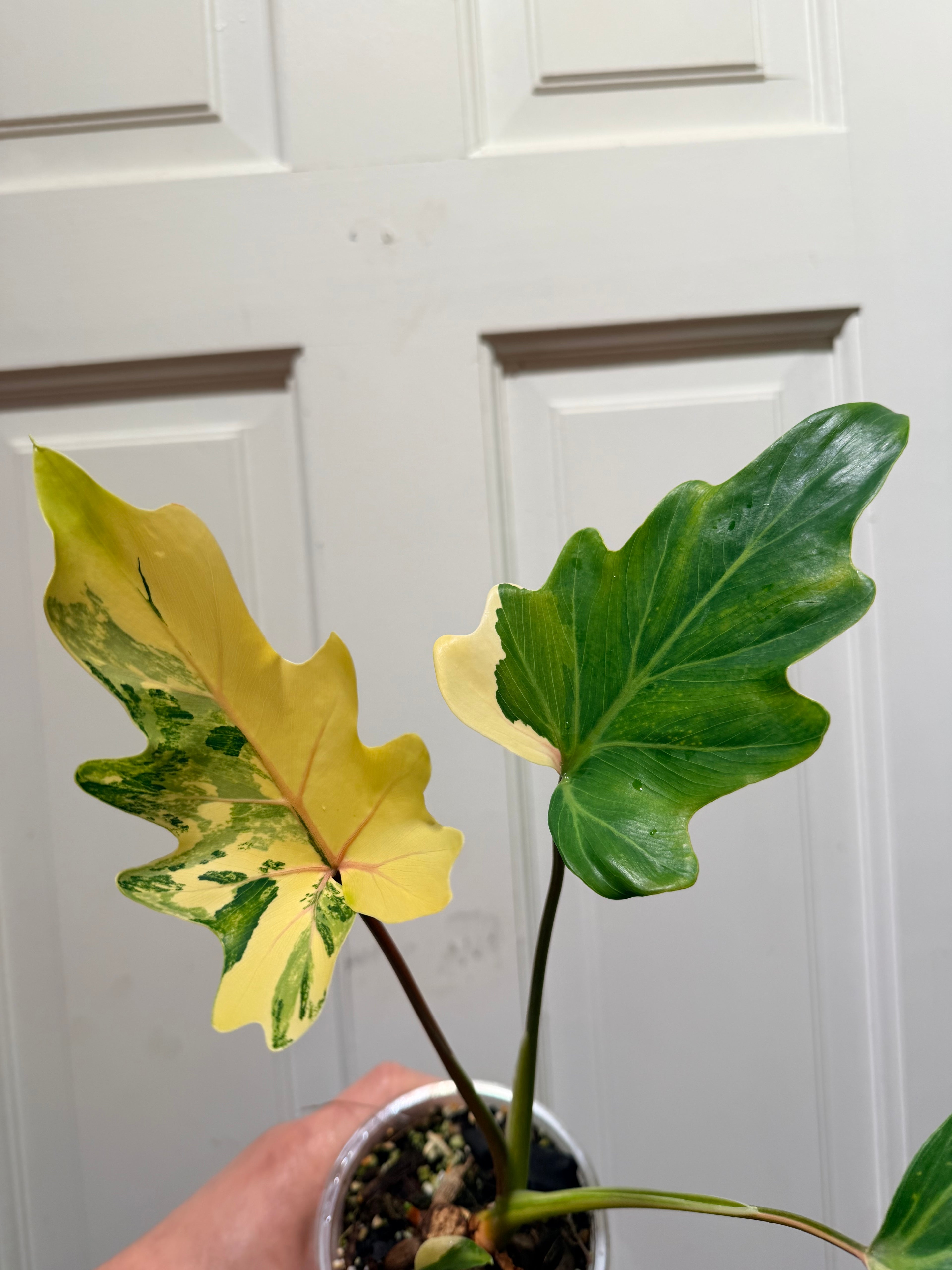 Philodendron Williamsii Variegated