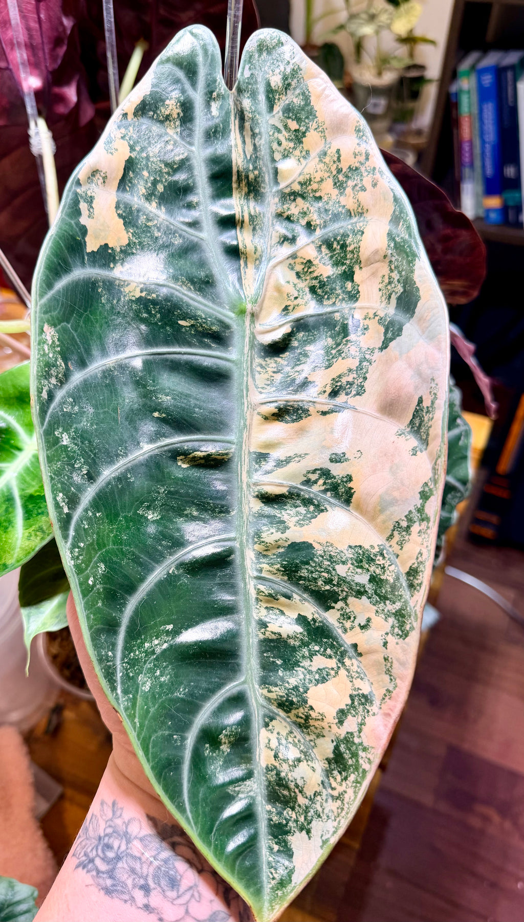 Alocasia Sedenii Aurea Corm