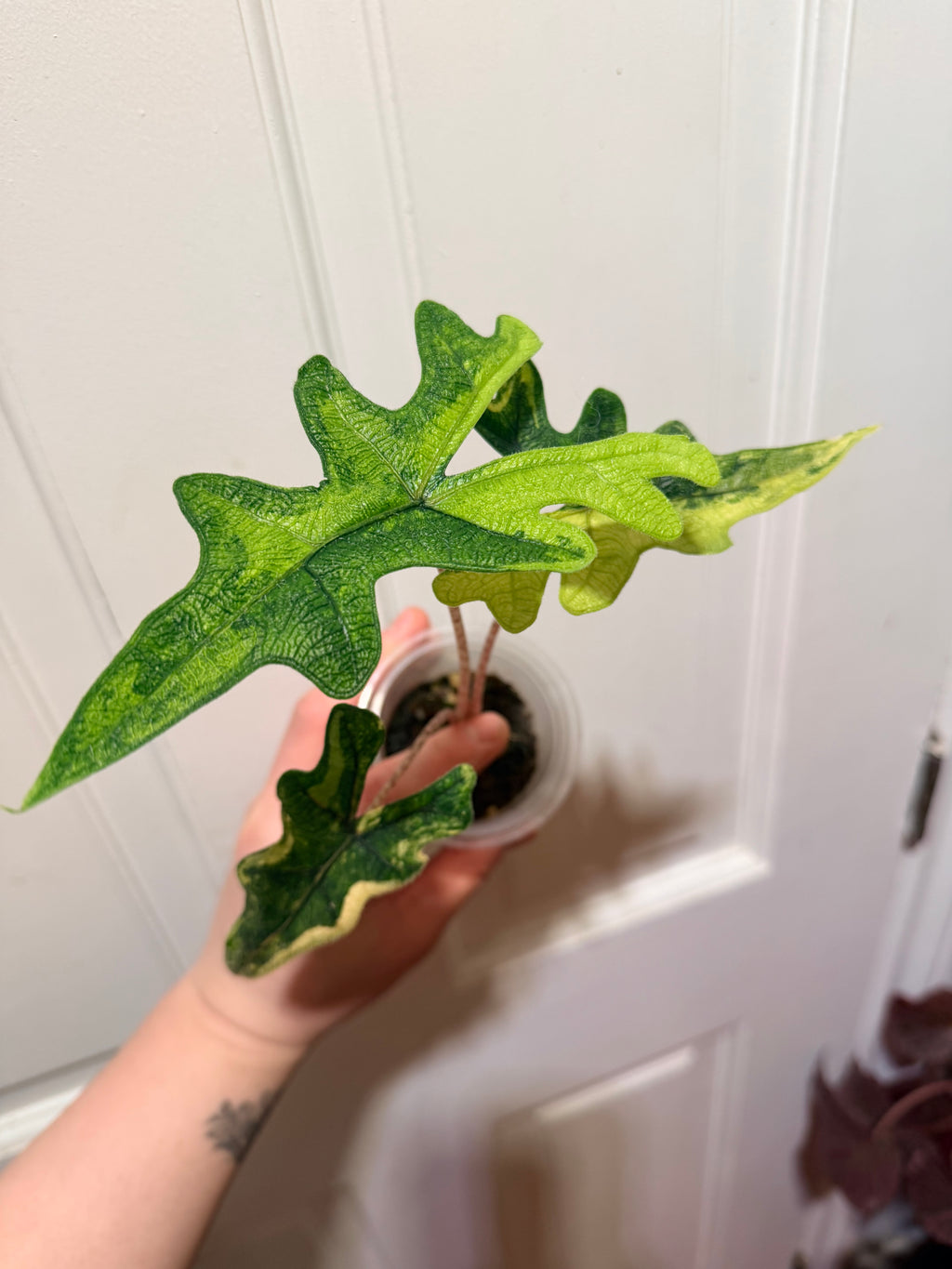 Alocasia Jacklyn Aurea
