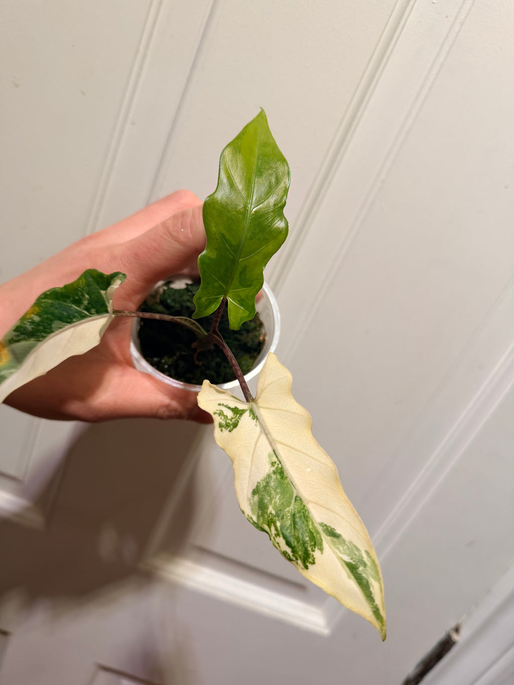 Alocasia Lauterbachiana Albo