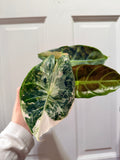 Nairobi Night Albo – Rare Variegated Alocasia (Canada)
