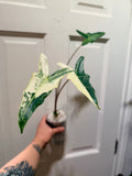 Alocasia Sarian Albo