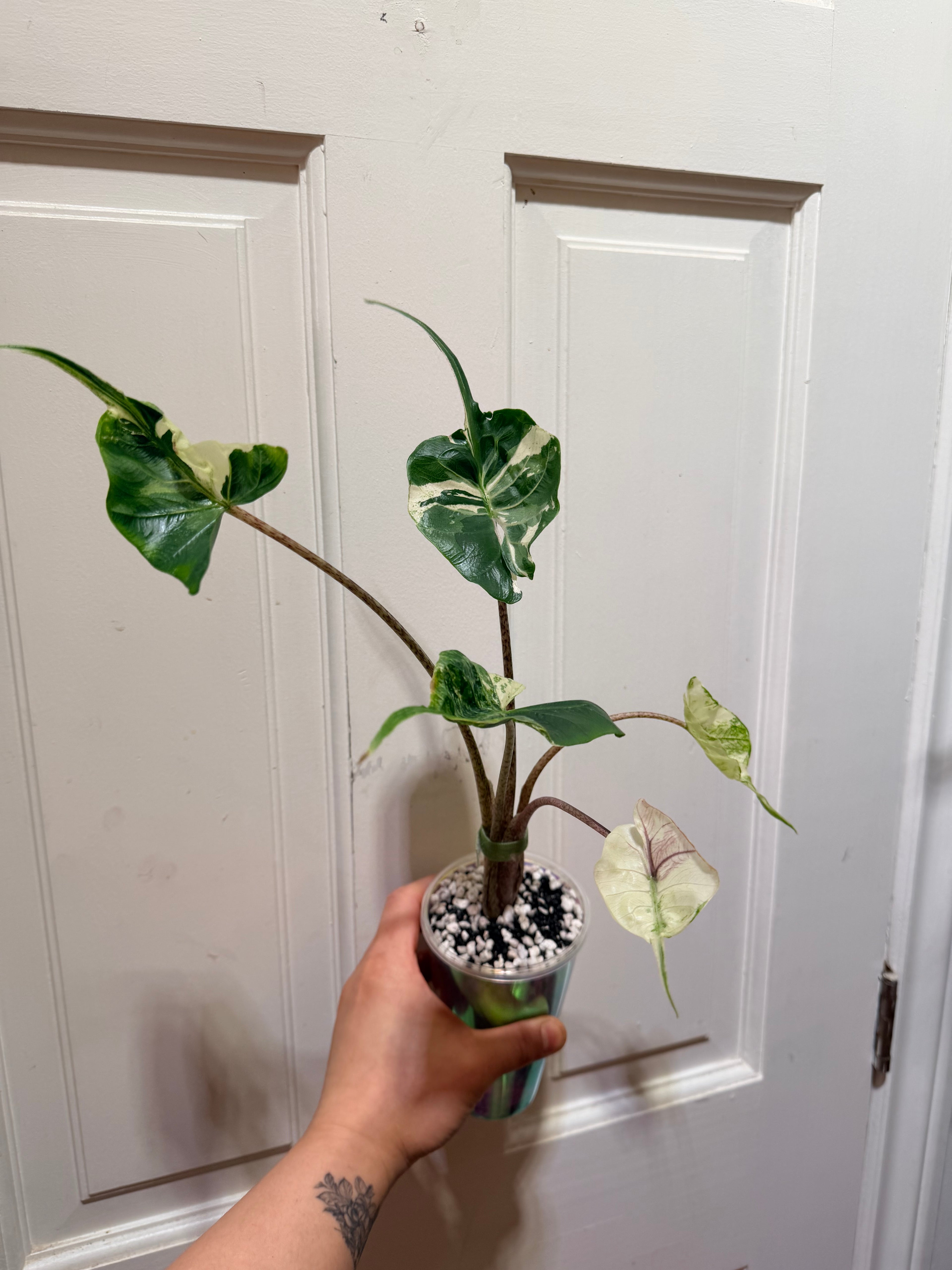 Alocasia Stingray Albo Pink