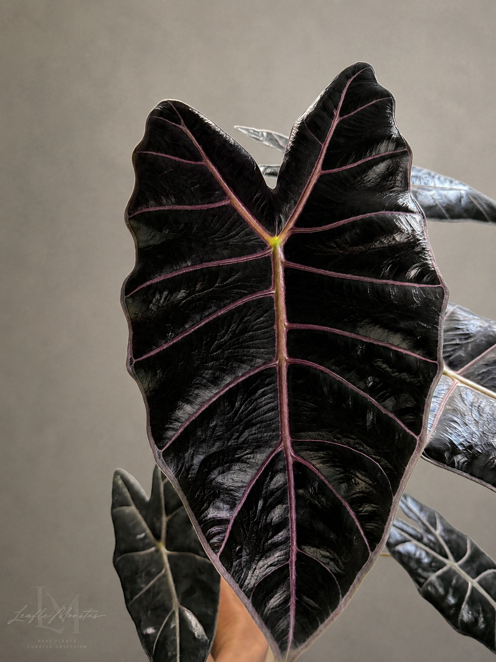 Alocasia Black Satun Pink Bone Corm