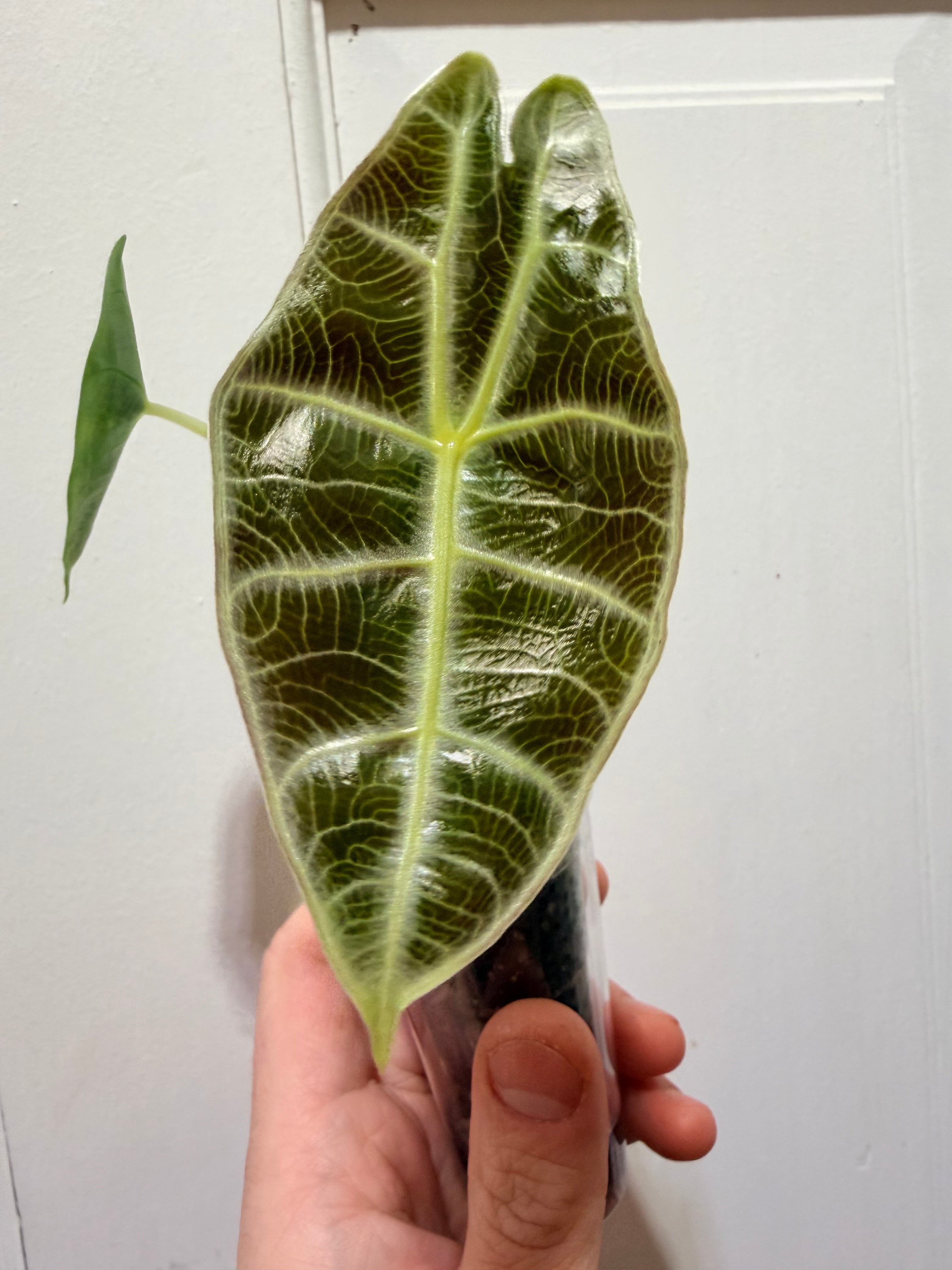 Alocasia Watsoniana Lightning