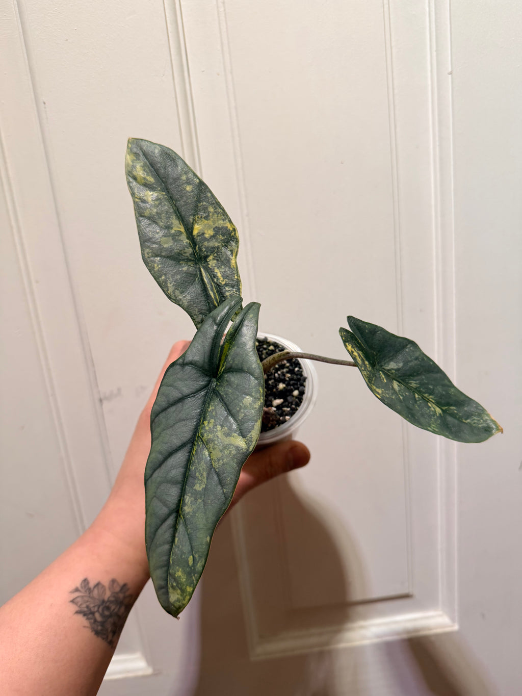 Metalic Blue Aurea Corm – Rare Variegated Alocasia (Canada)