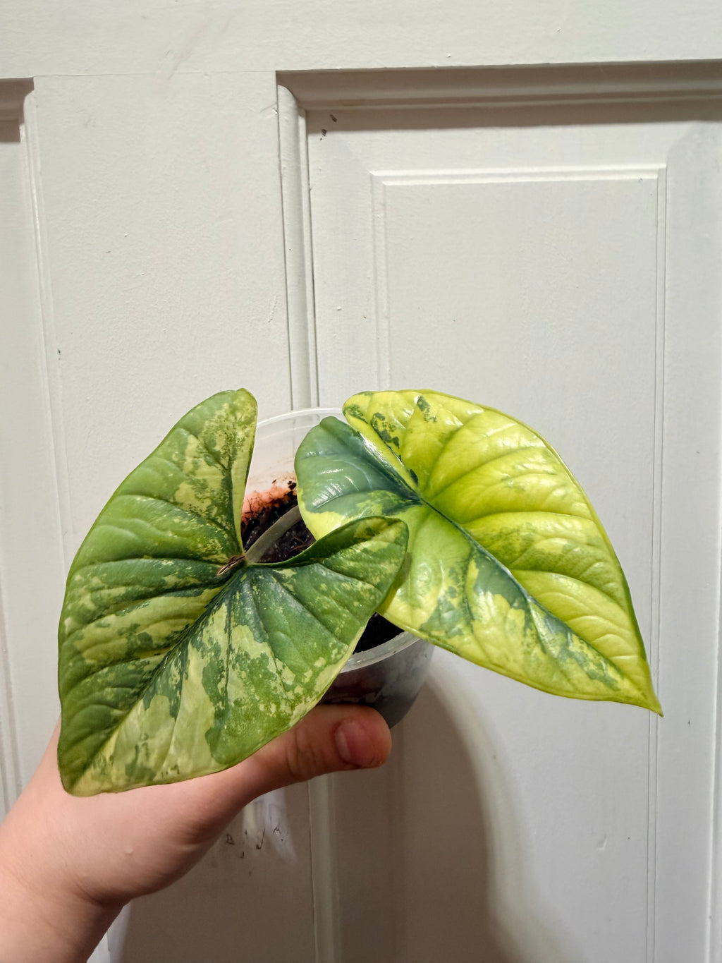 Alocasia Bisma Aurea (Platinum Aurea)