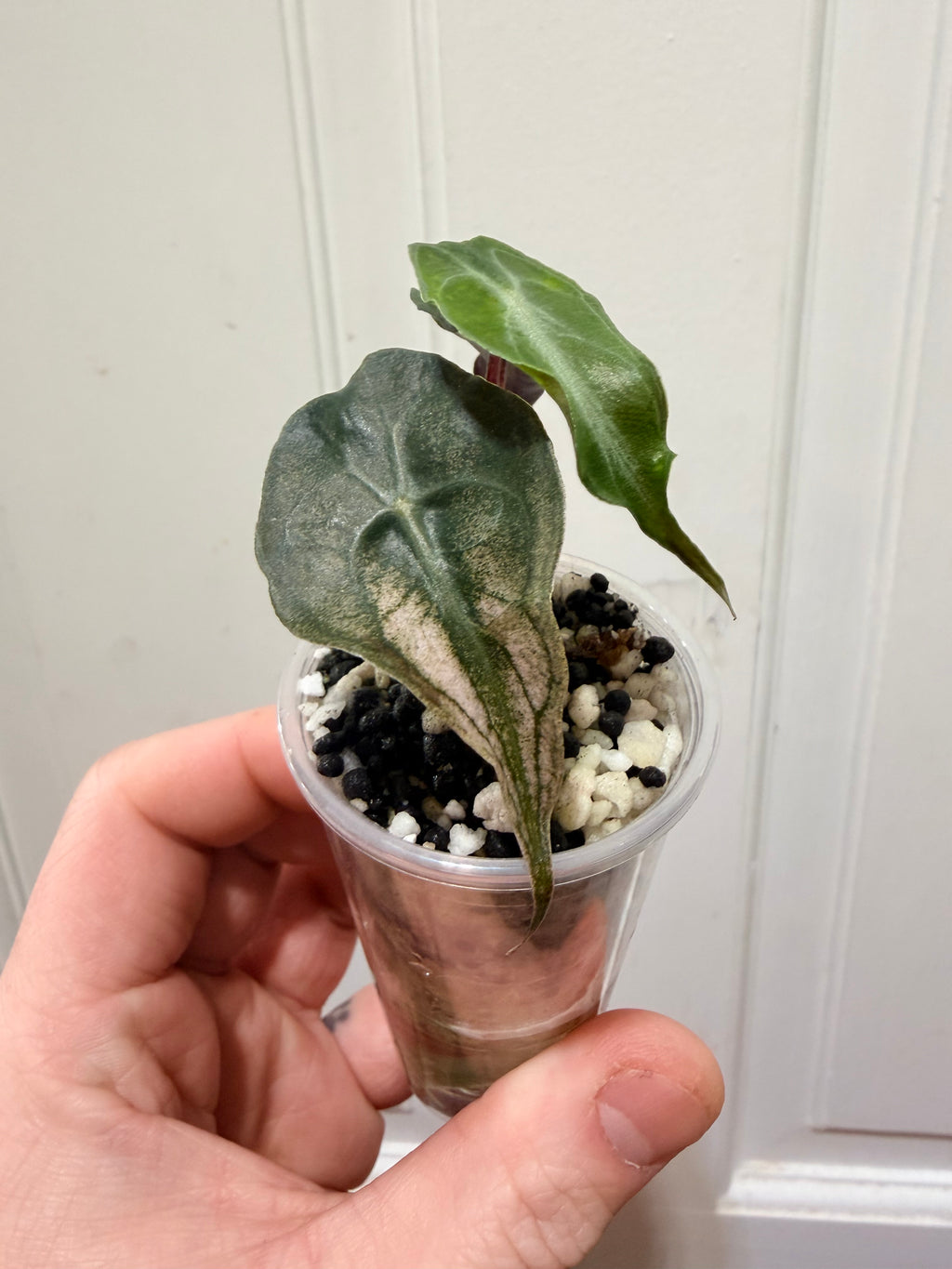 Alocasia Venom