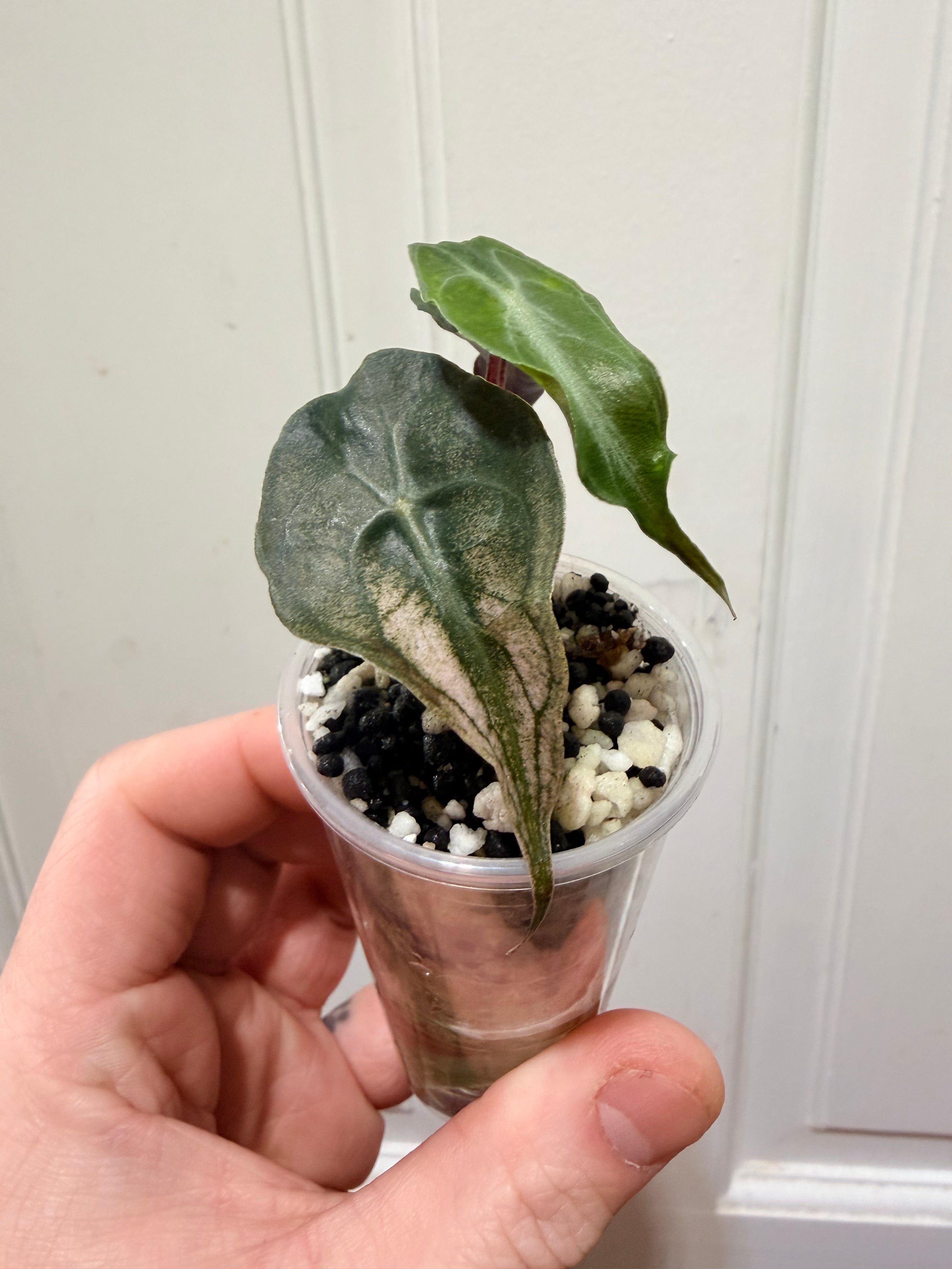 Alocasia Venom