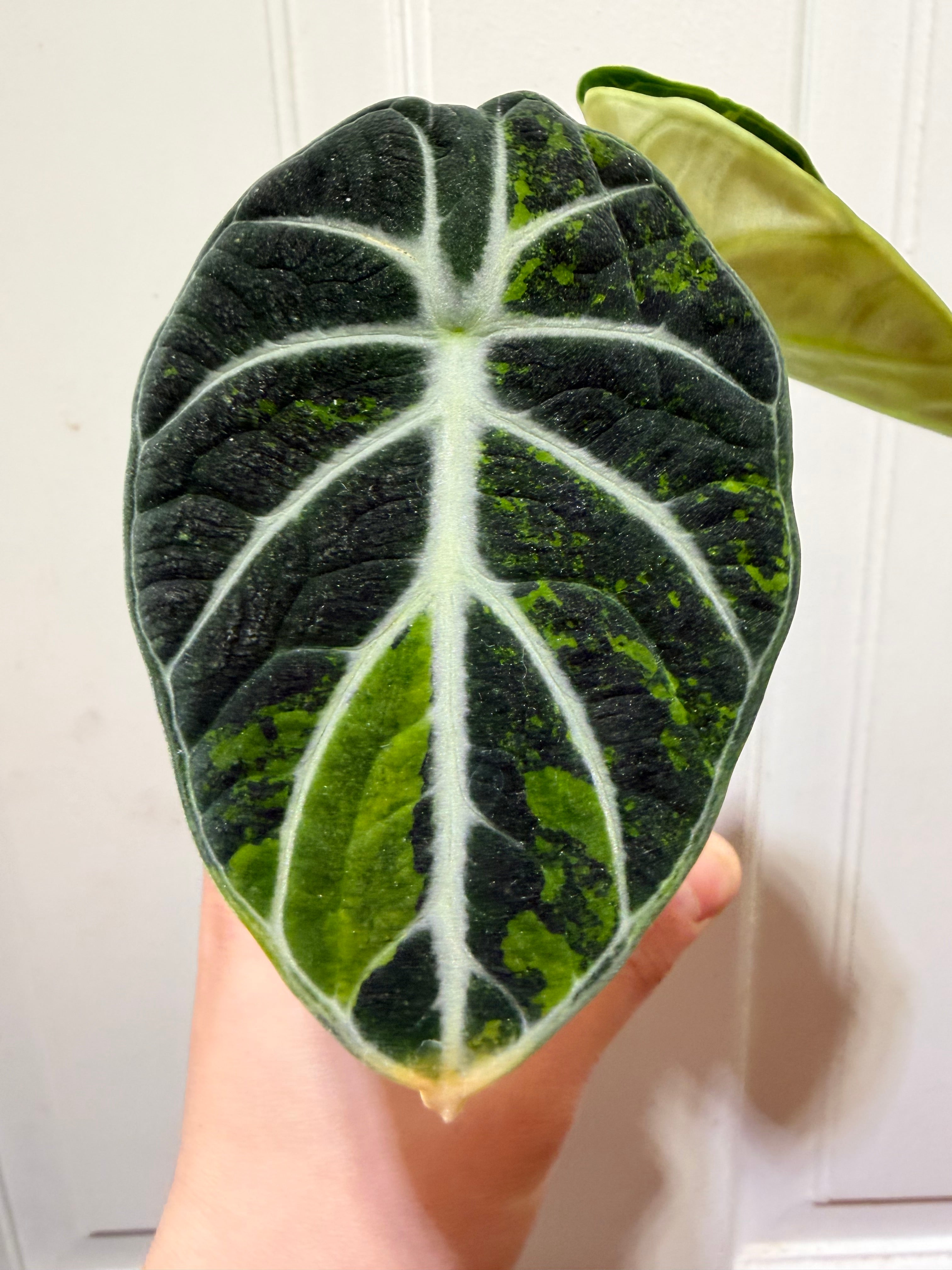 Alocasia Ninja Aurea