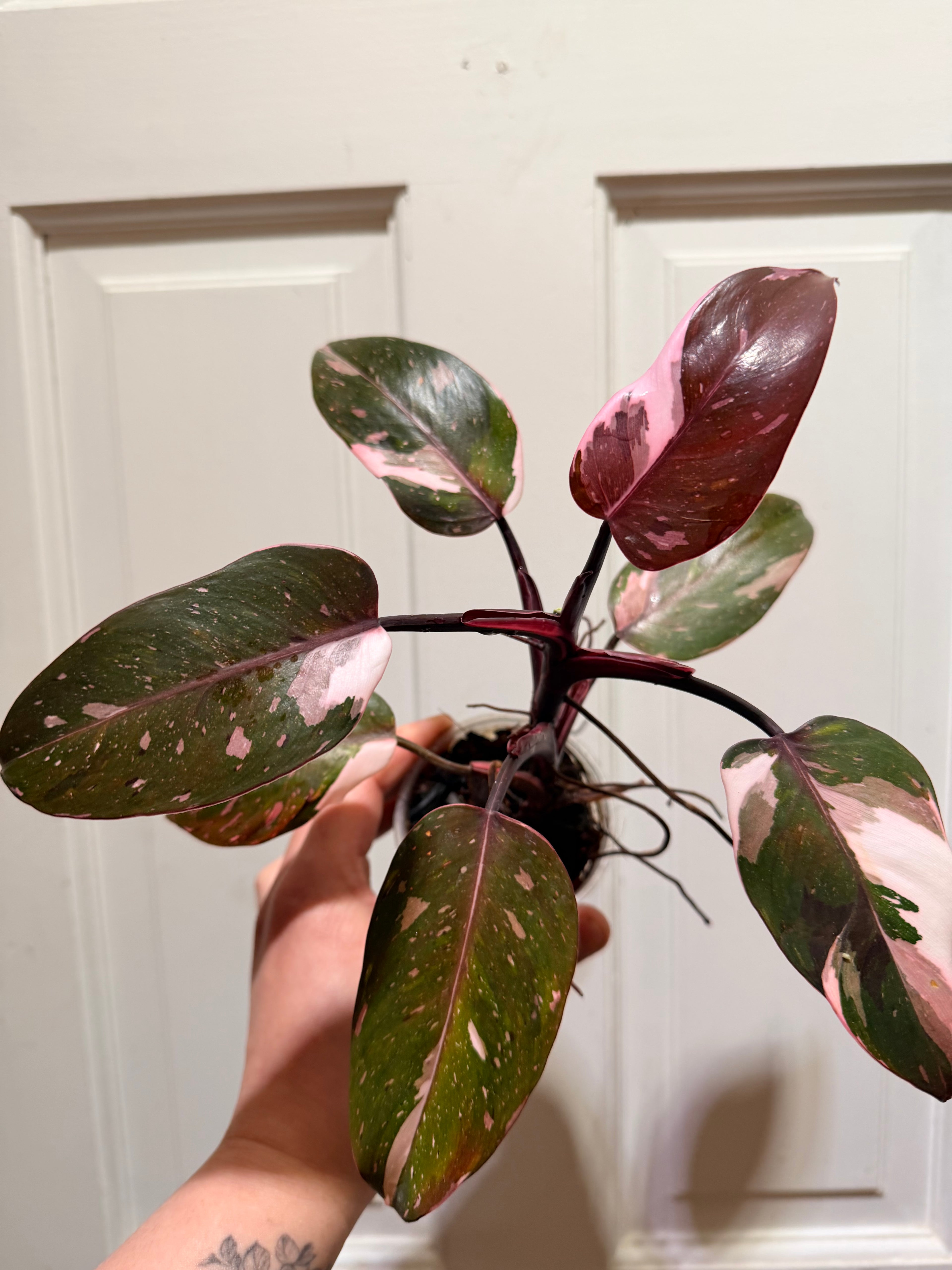 Philodendron Red Anderson