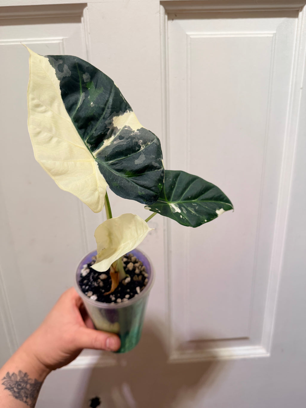 Alocasia Regal Shield Albo Corm