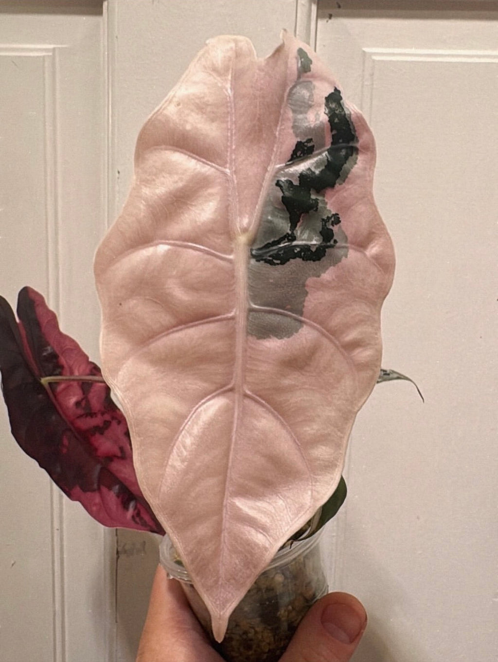 Alocasia Chantrieri Pink Corm
