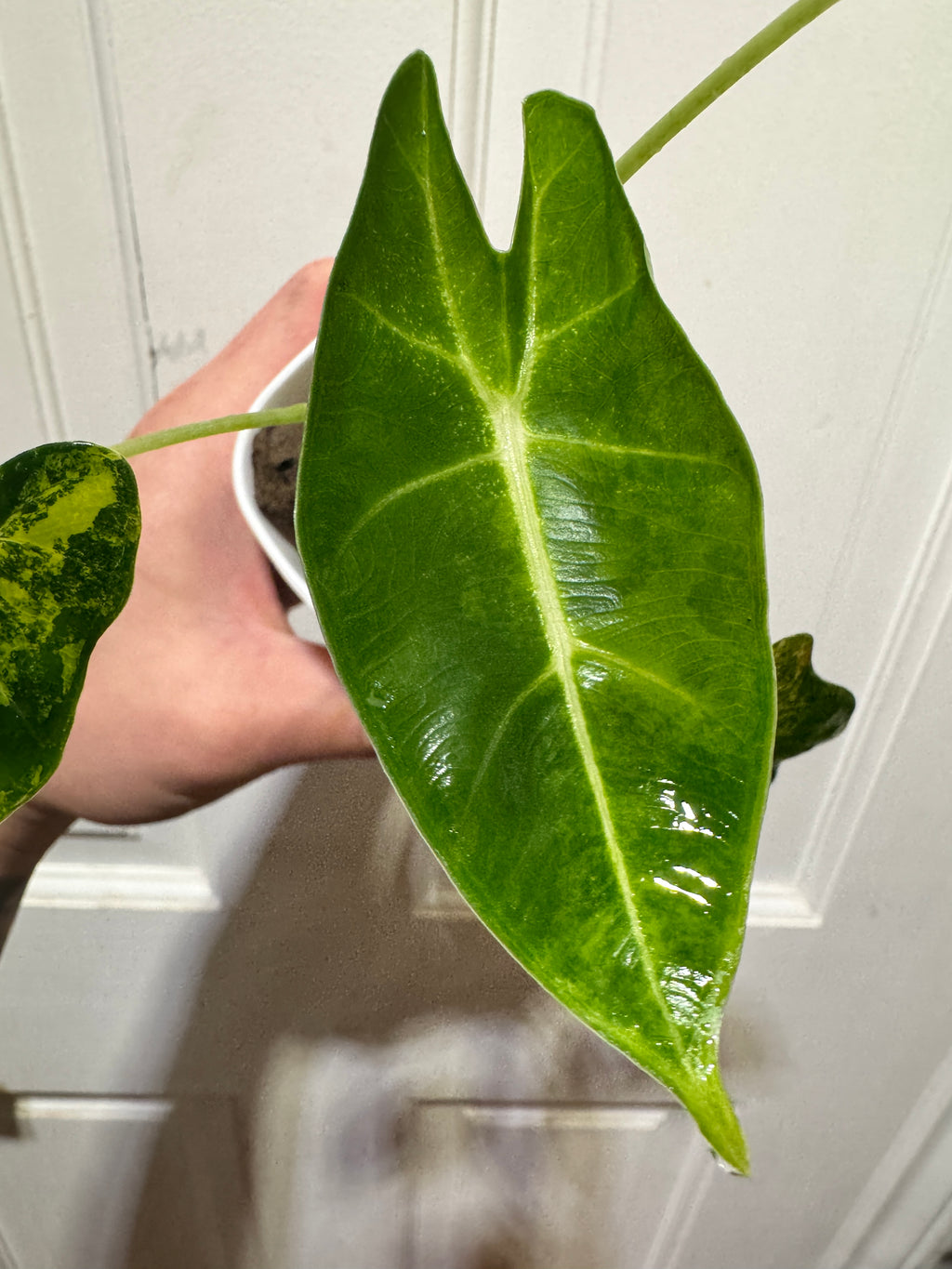 Alocasia Frydek Aurea