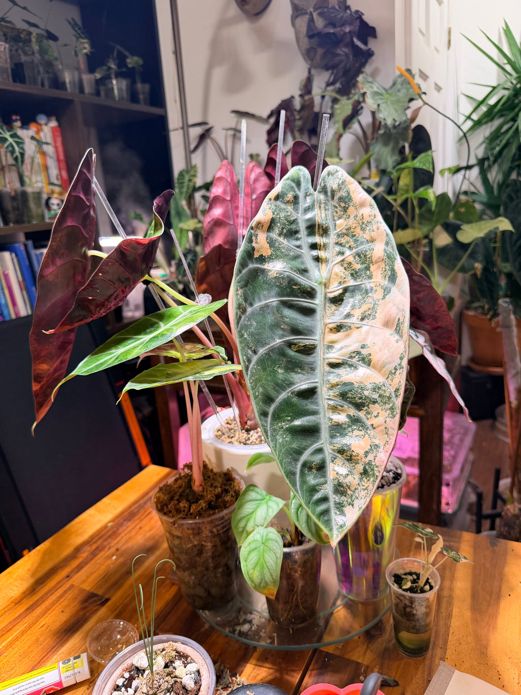 Alocasia Sedenii Aurea Corm