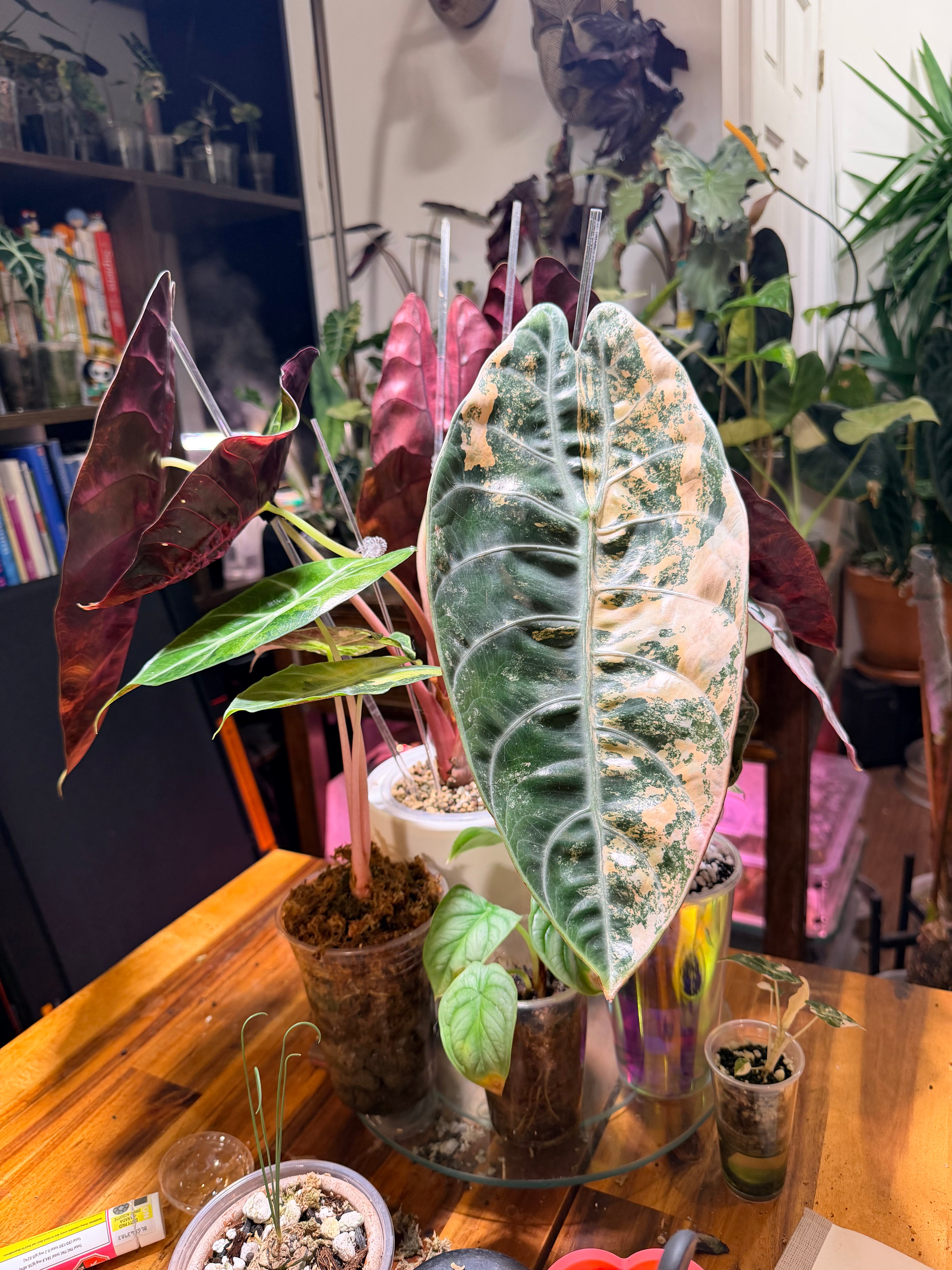Alocasia Sedenii Aurea Corm