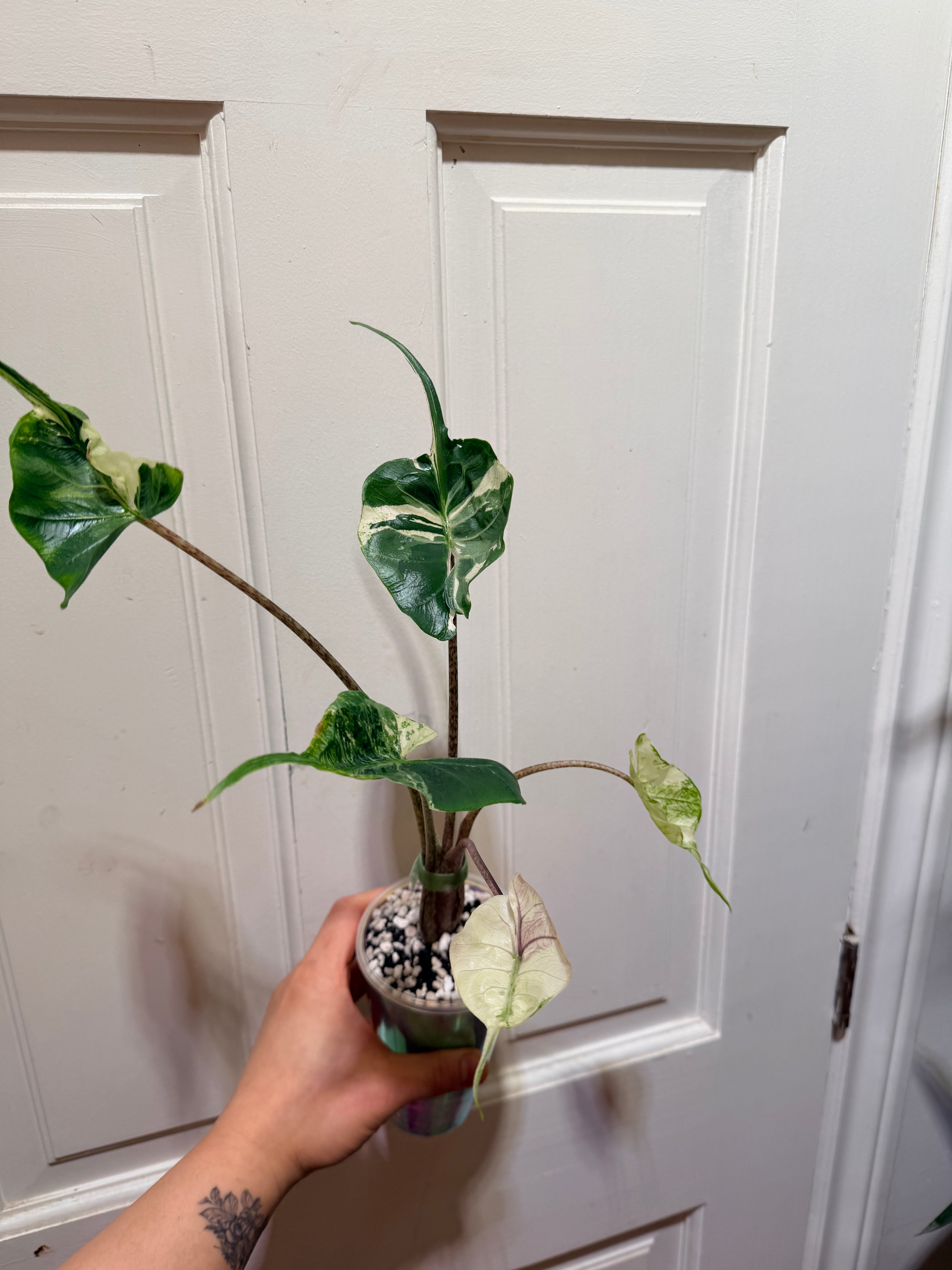 Alocasia Stingray Albo Pink