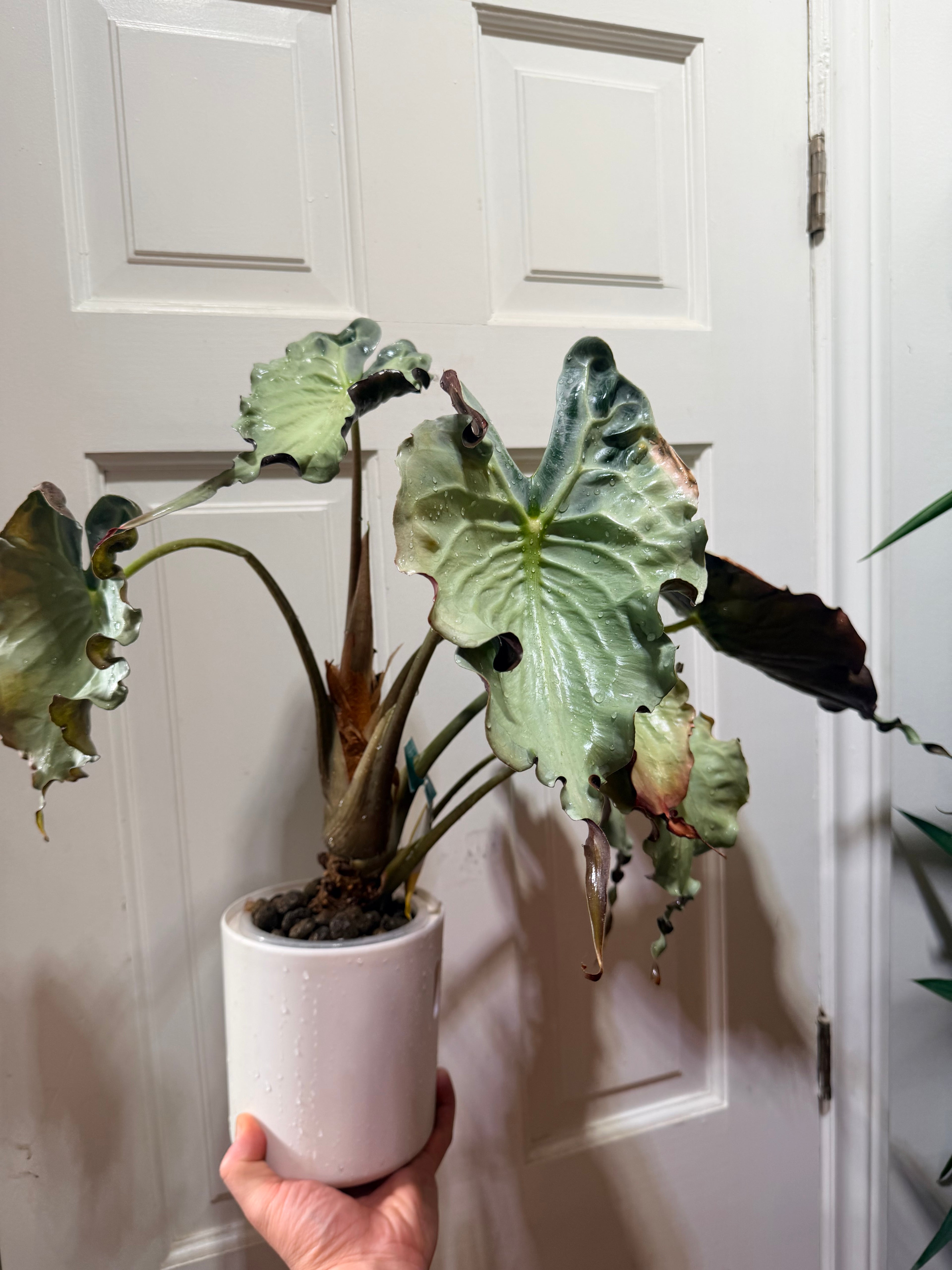Alocasia Venom Corm