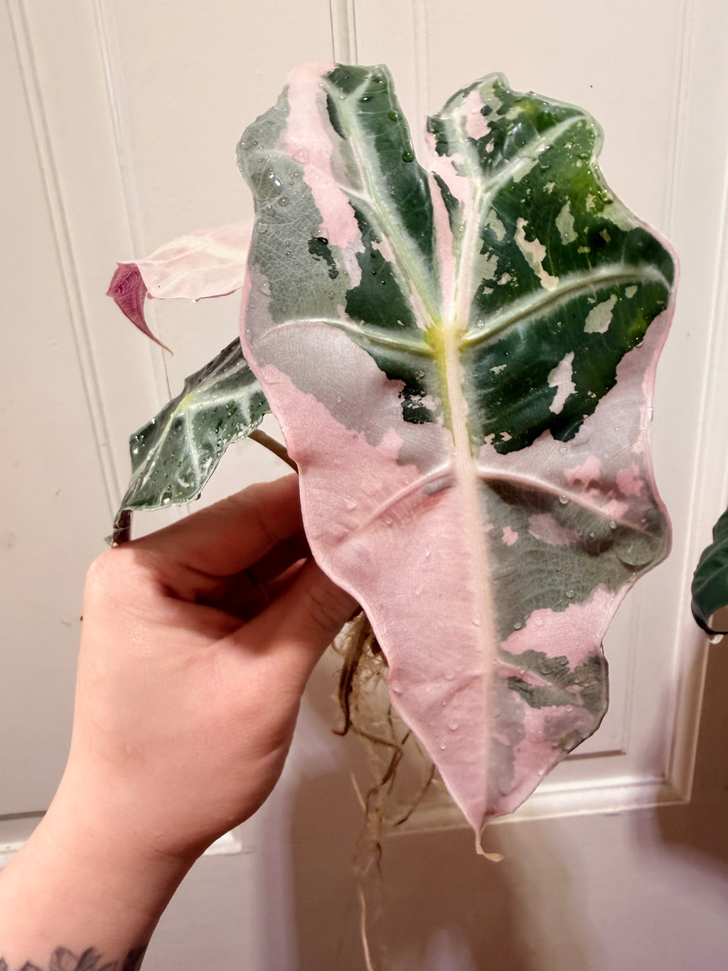 Alocasia Polly Pink Albo Corms