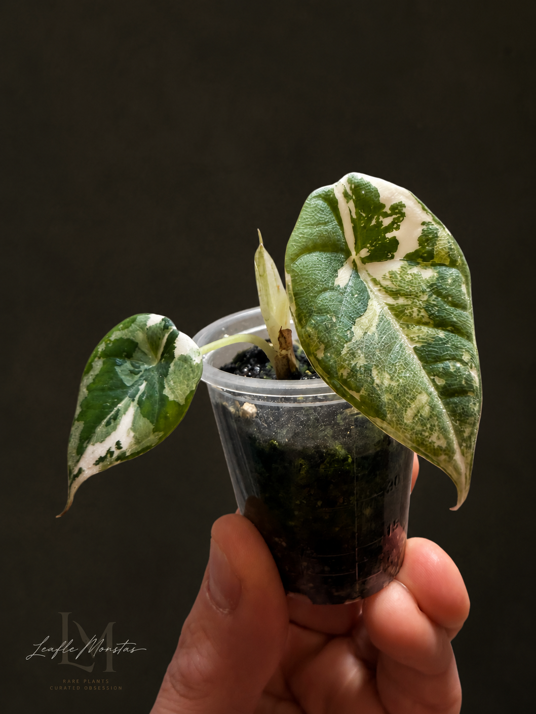 Alocasia Maharani Albo
