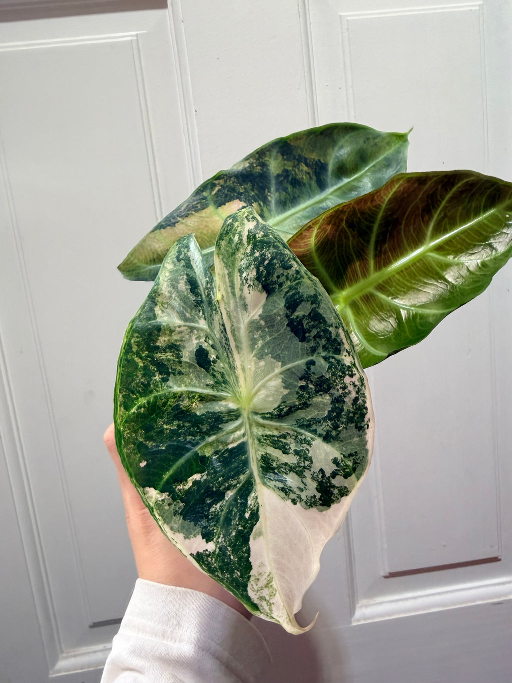 Nairobi Night Albo – Rare Variegated Alocasia (Canada)