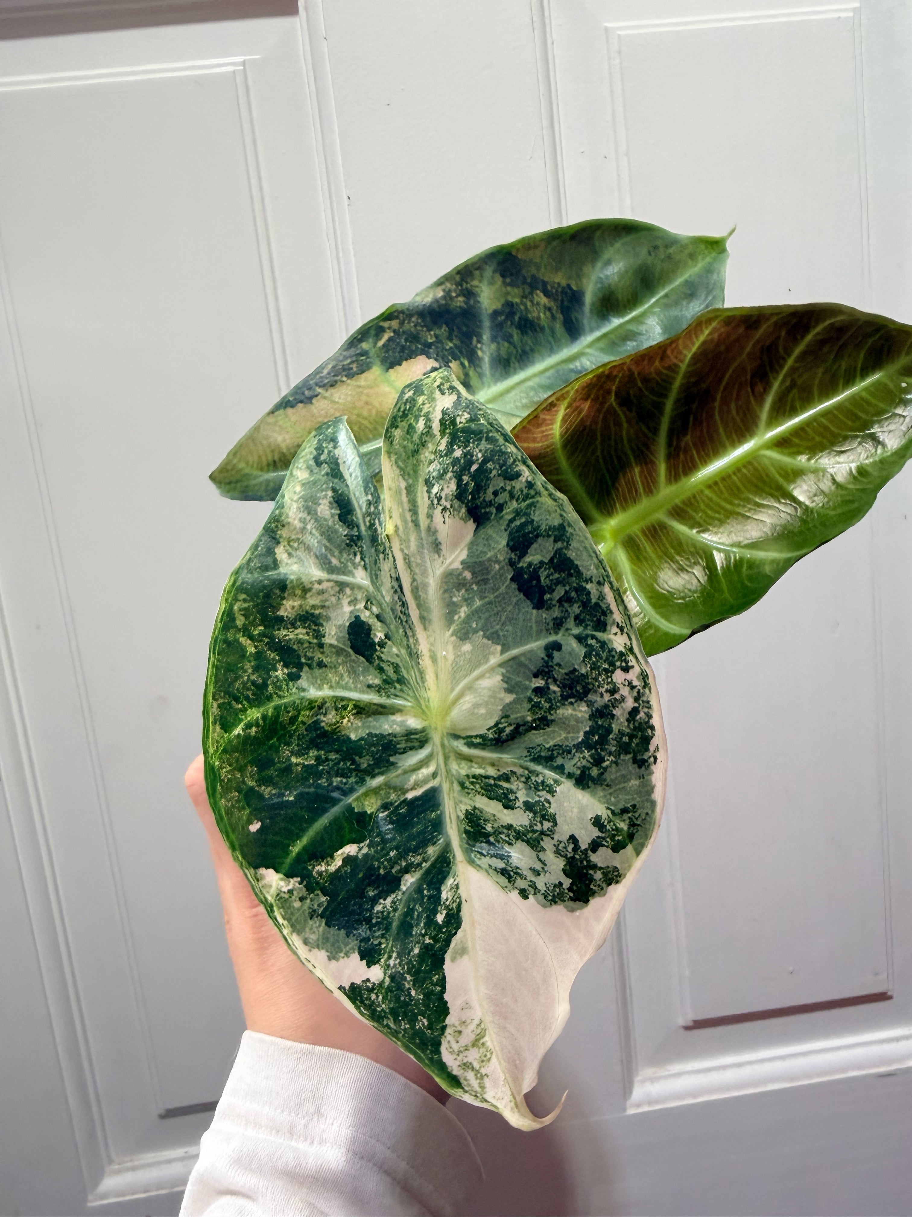 Nairobi Night Albo – Rare Variegated Alocasia (Canada)