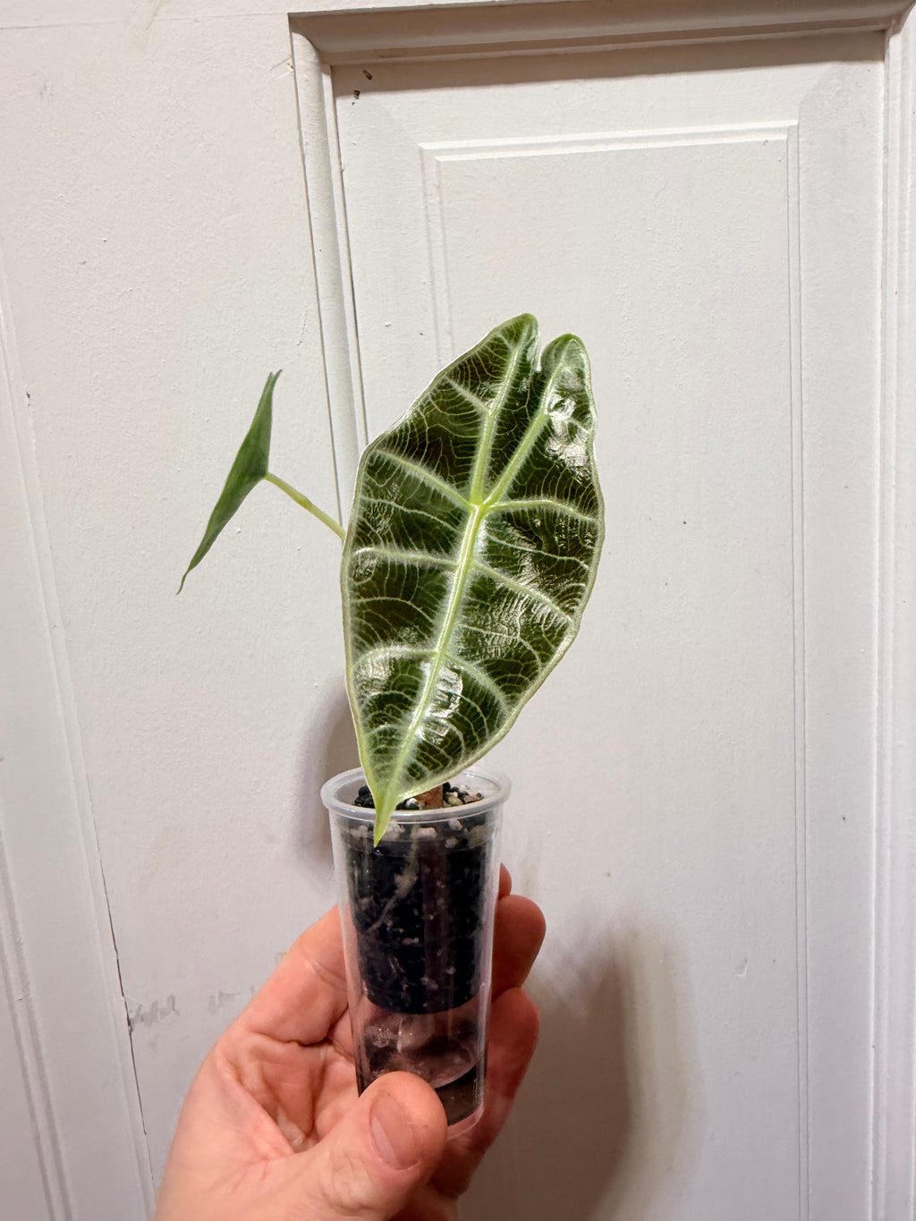 Alocasia Watsoniana Lightning