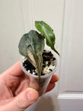 Alocasia Venom