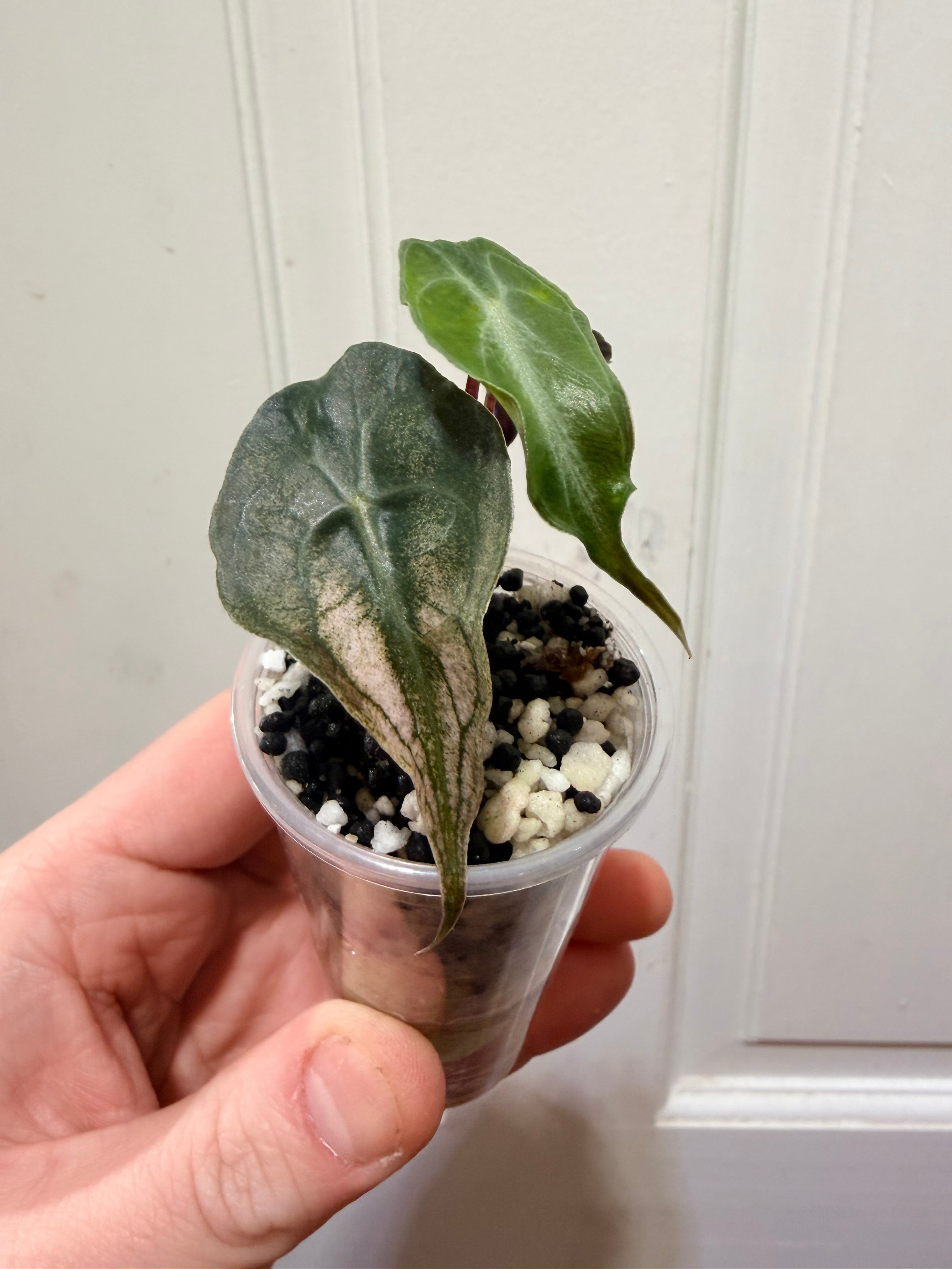 Alocasia Venom