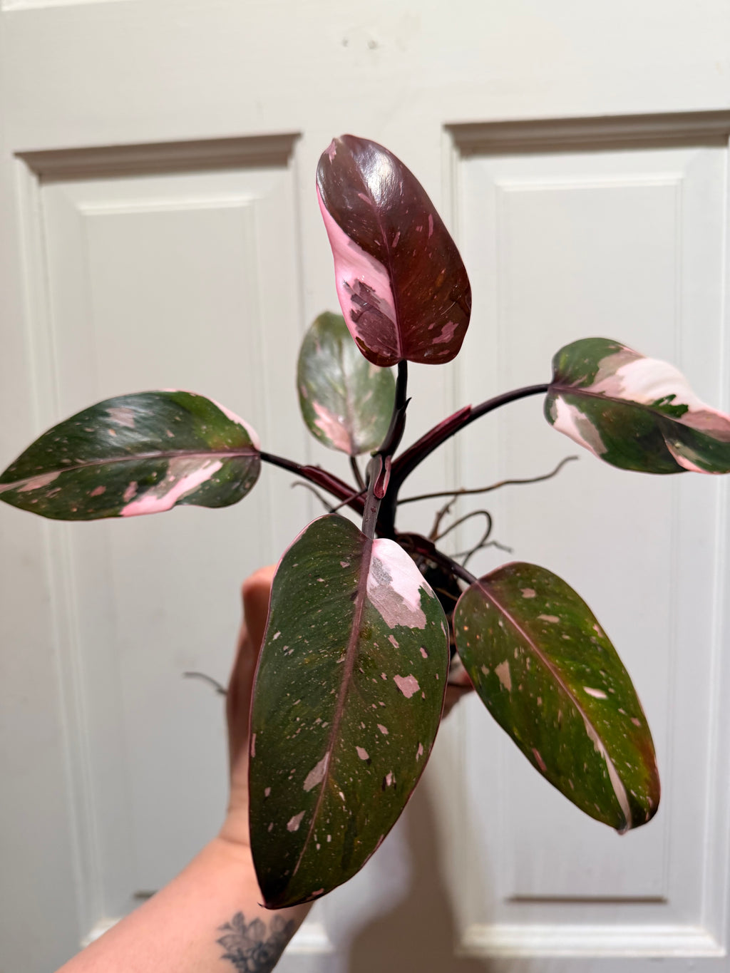 Philodendron Red Anderson