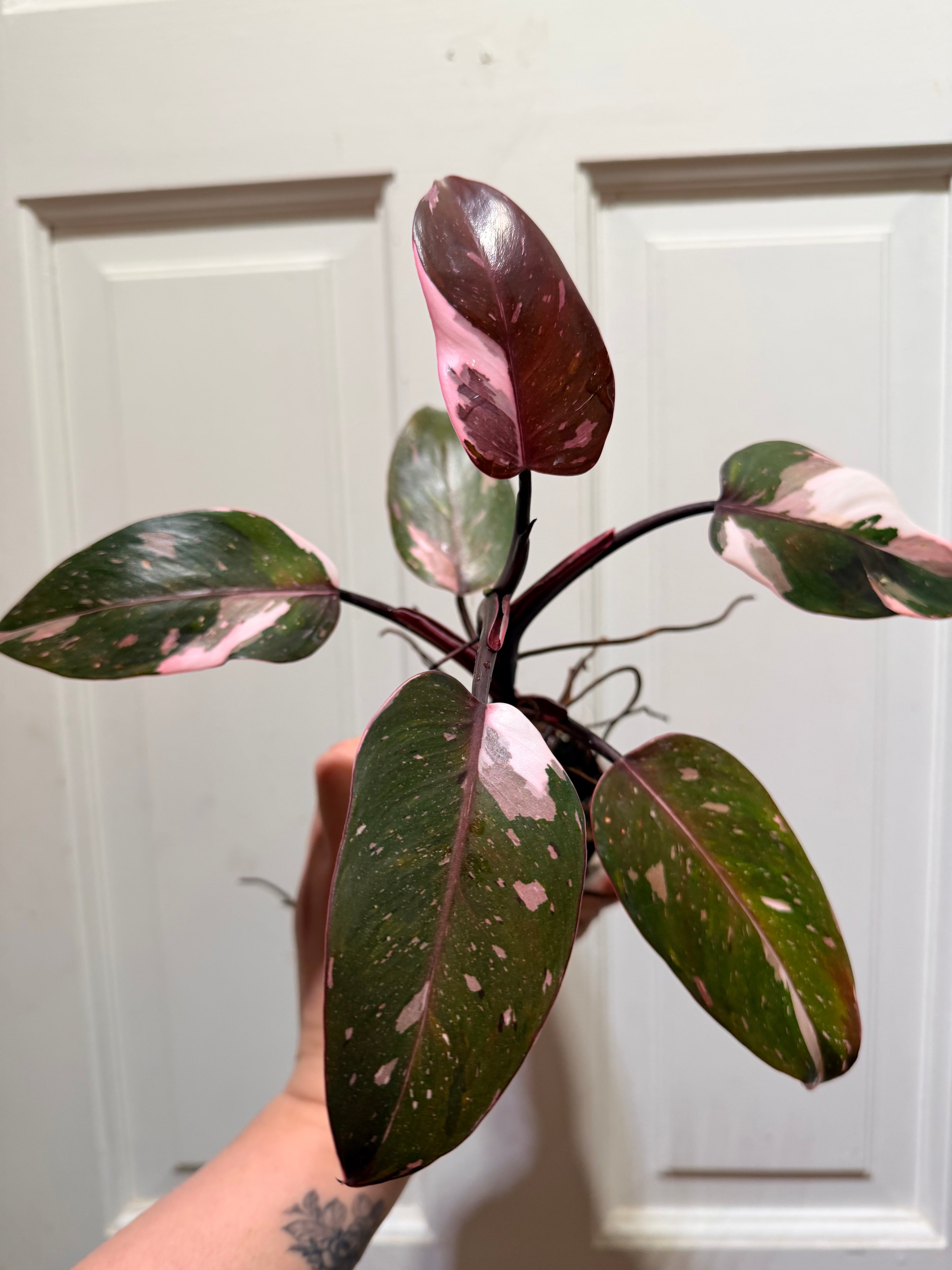 Philodendron Red Anderson