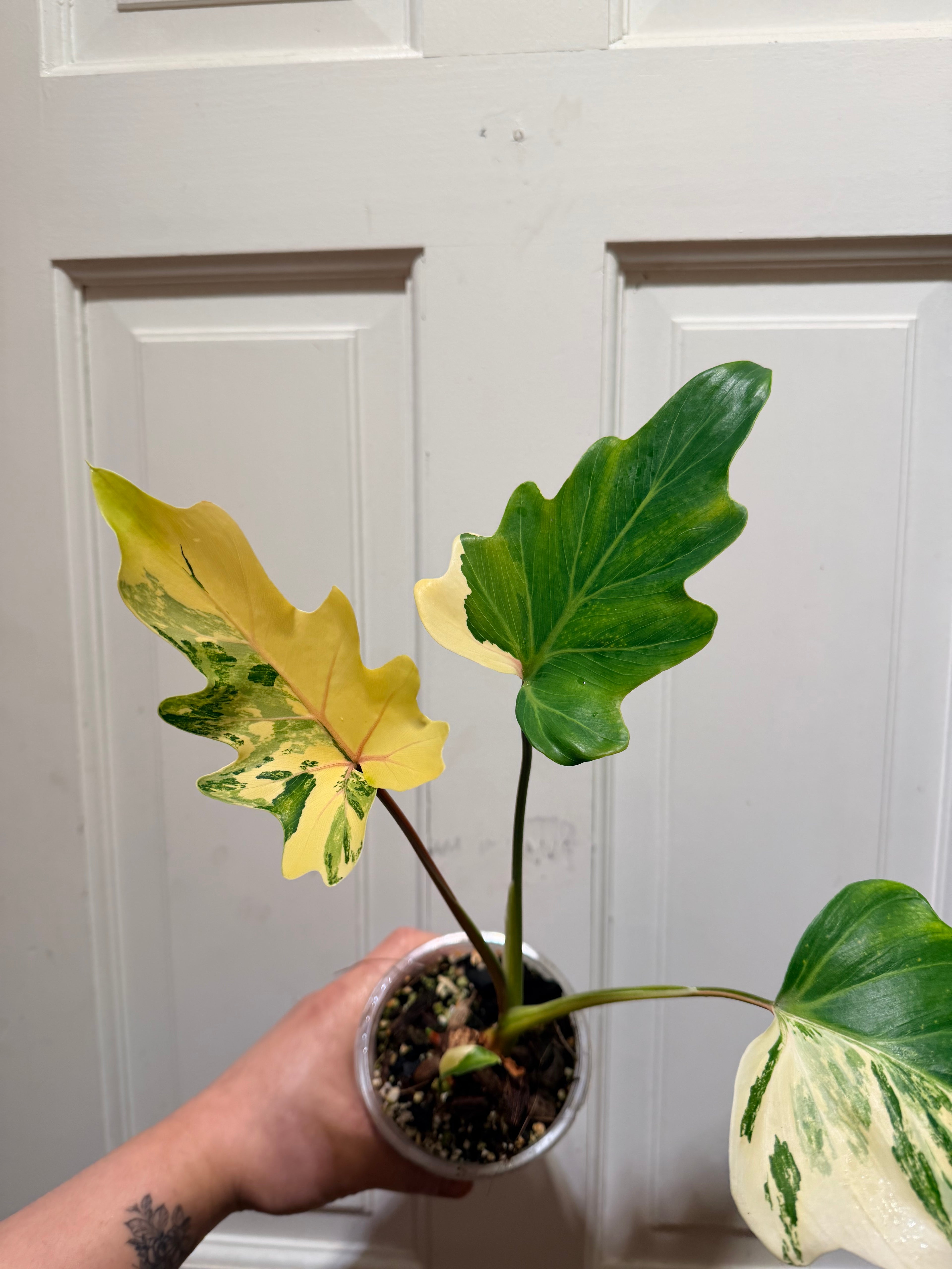 Philodendron Williamsii Variegated