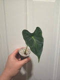 Alocasia Frydek Tattoo