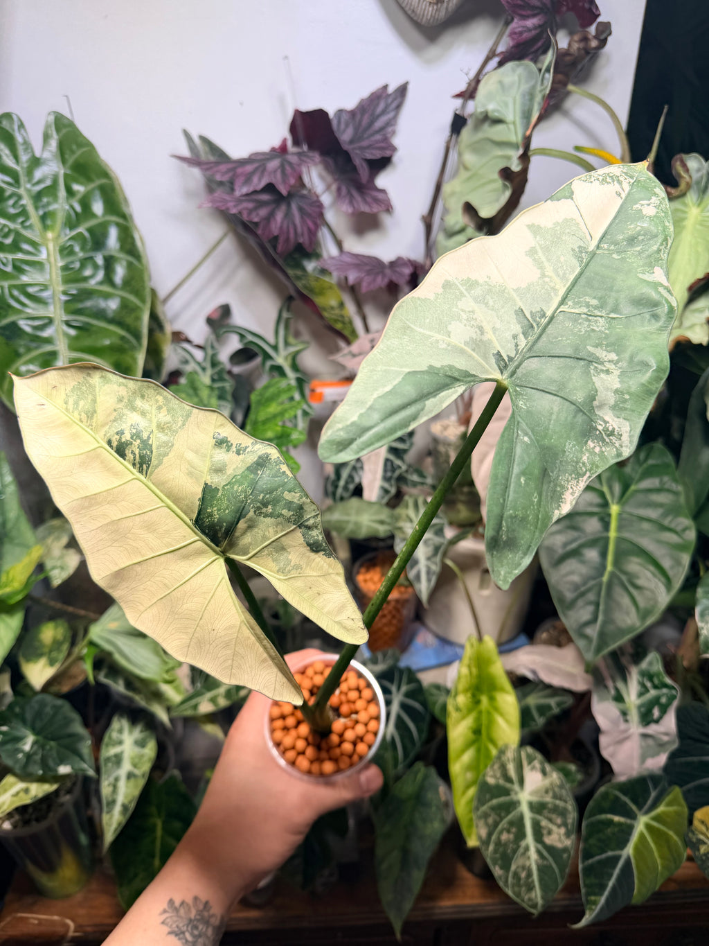 Alocasia Scabriuscula Albo Pink Corm