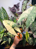 Alocasia Scabriuscula Albo Pink Corm