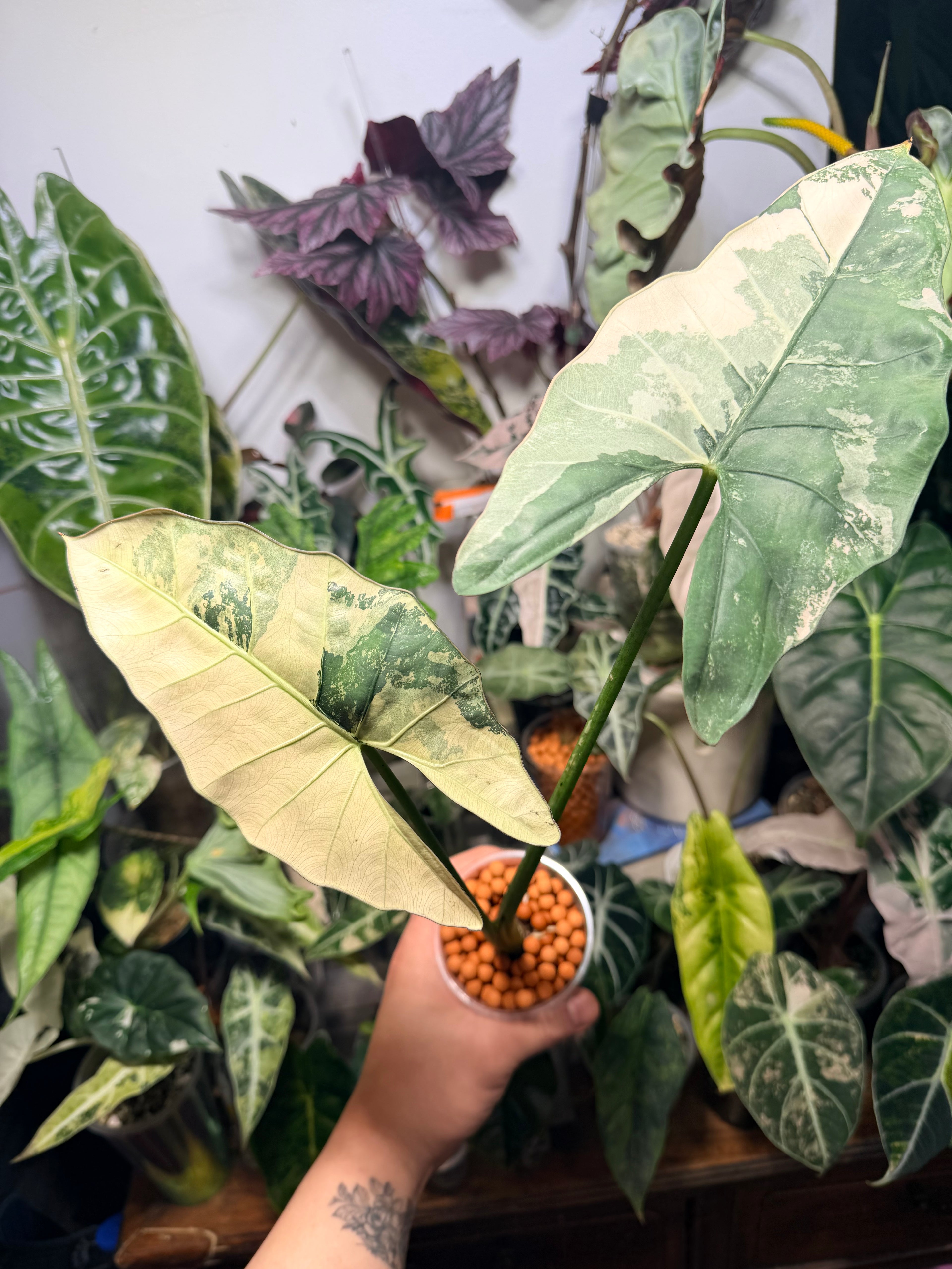 Alocasia Scabriuscula Albo Pink Corm