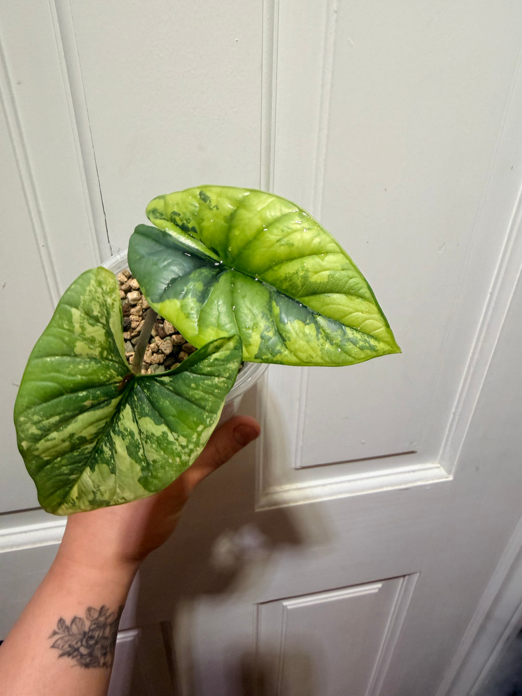 Alocasia Bisma Aurea (Platinum Aurea)