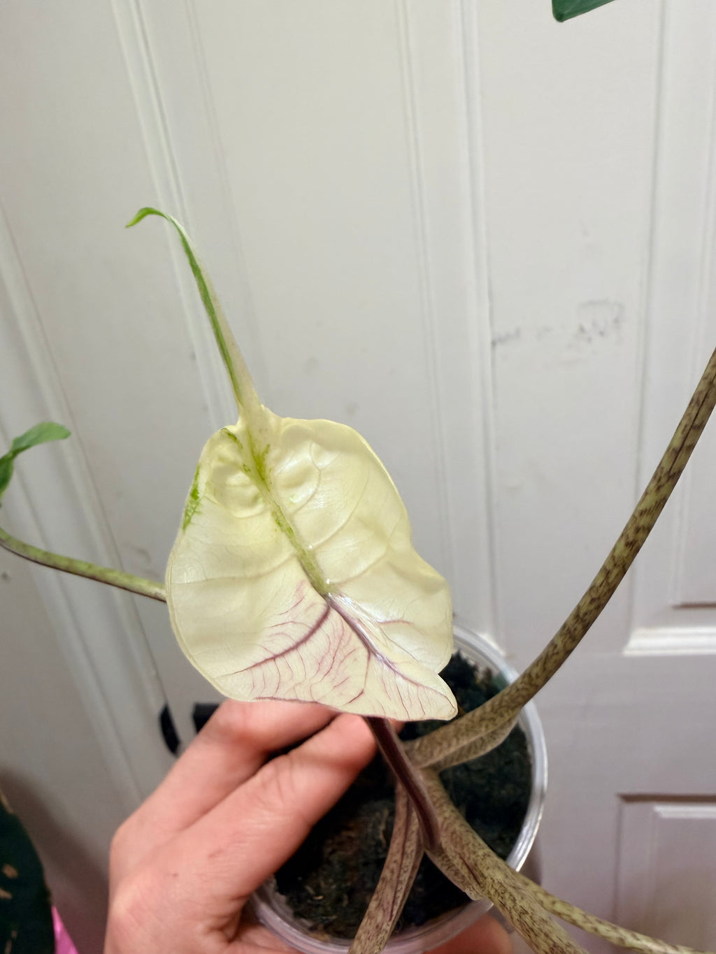 Alocasia Stingray Albo Pink