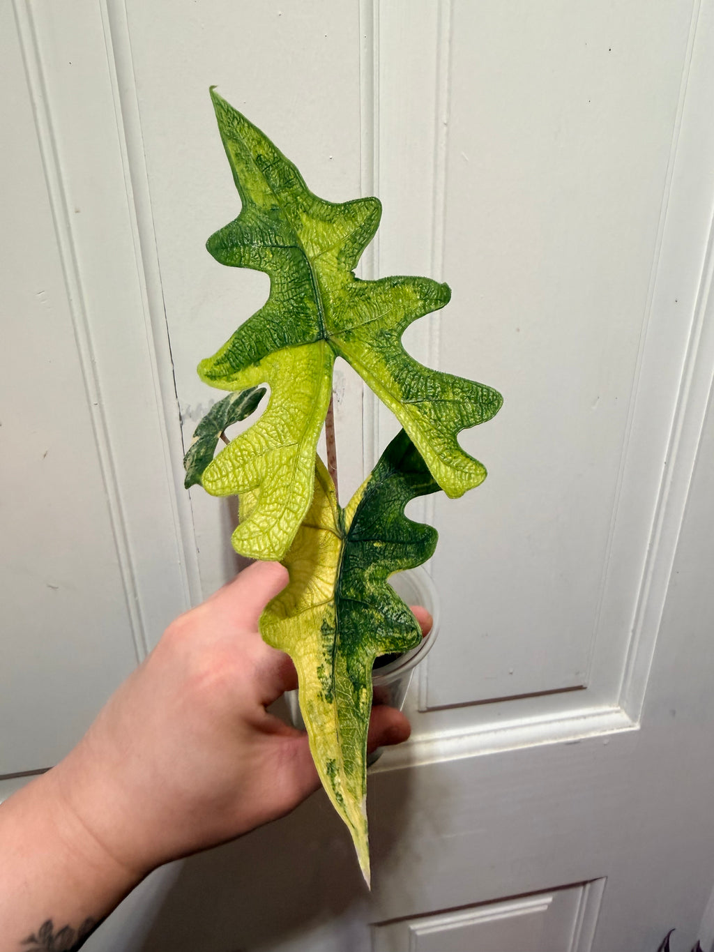 Alocasia Jacklyn Aurea