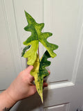 Alocasia Jacklyn Aurea