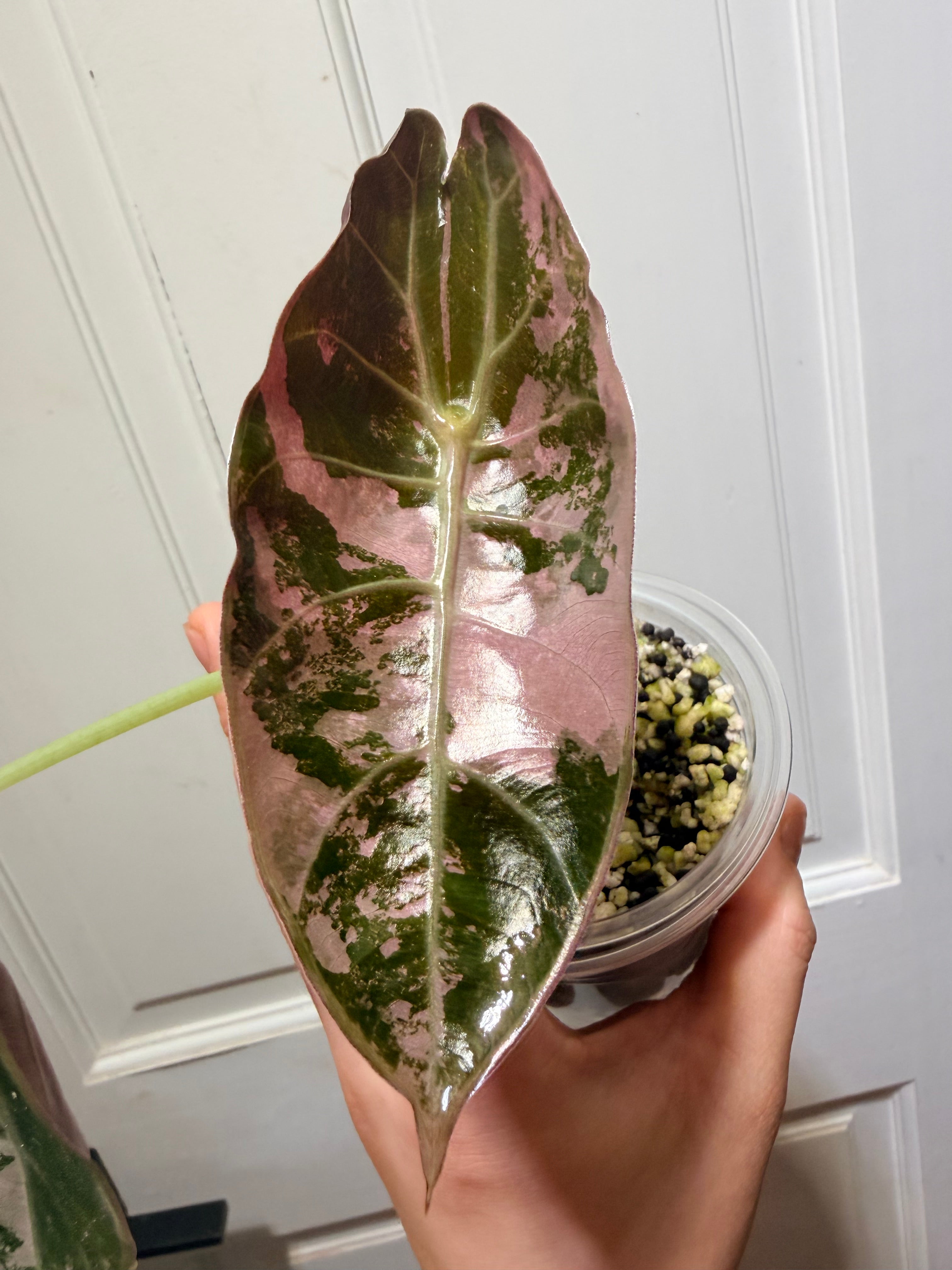 Alocasia Sedenii Pink Corms