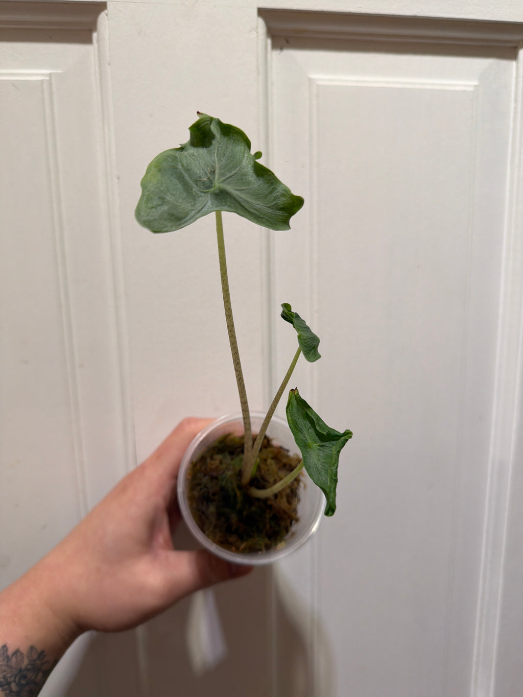 Alocasia Holy Grail