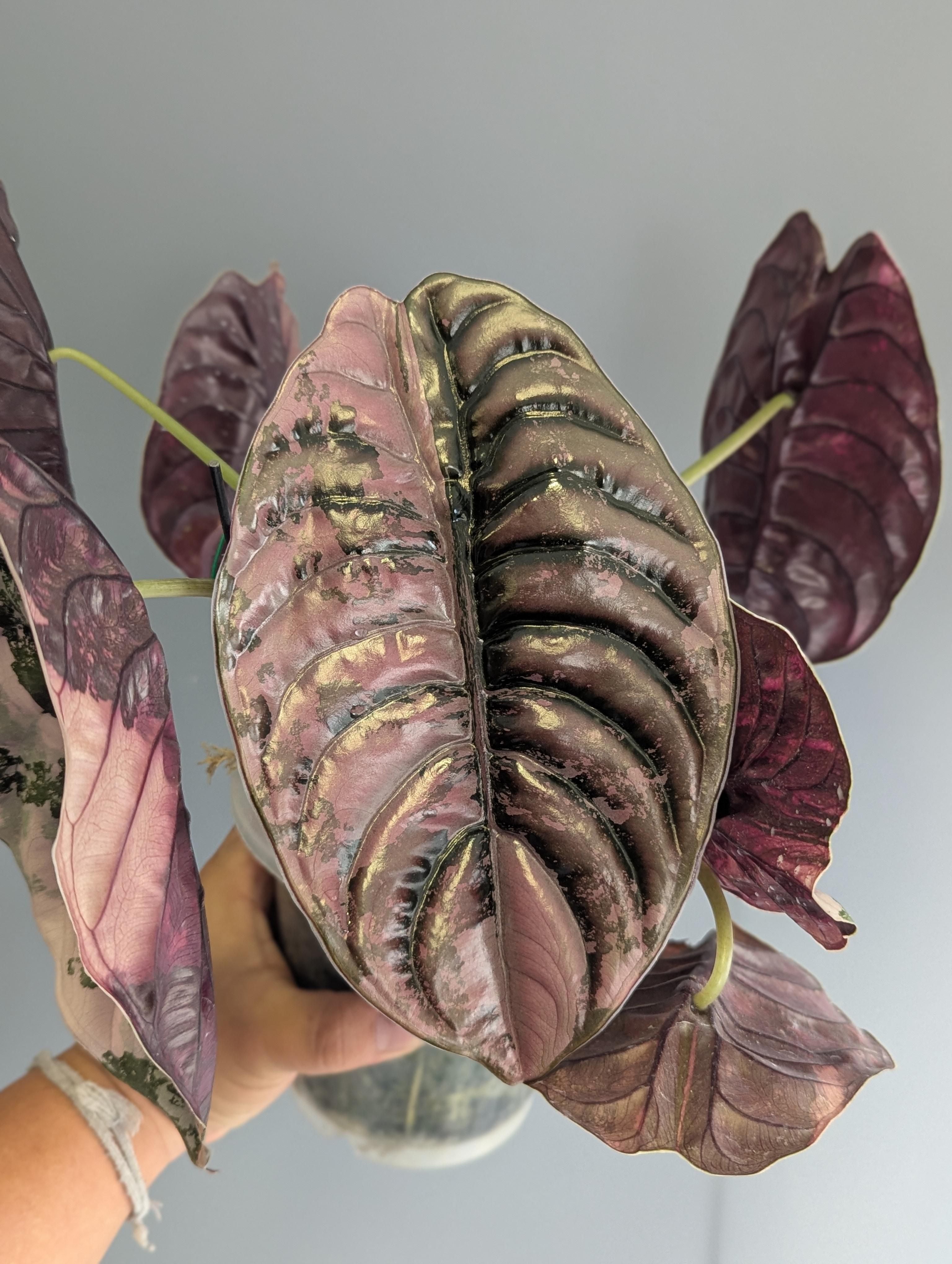 Alocasia Cuprea True Pink