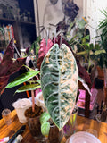 Alocasia Sedenii Aurea Corm