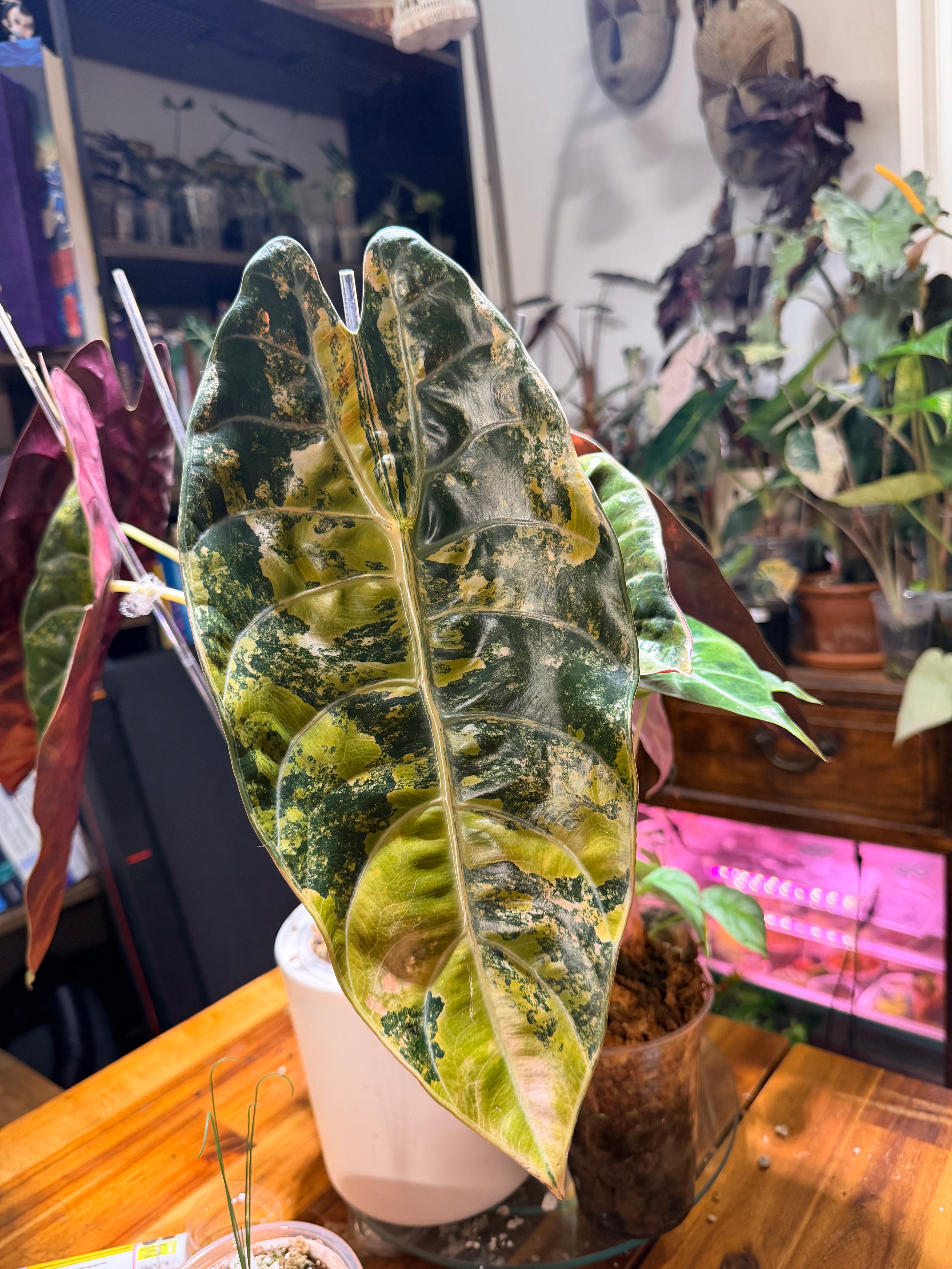 Alocasia Sedenii Aurea Corm