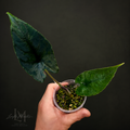 Alocasia Olanii Corm