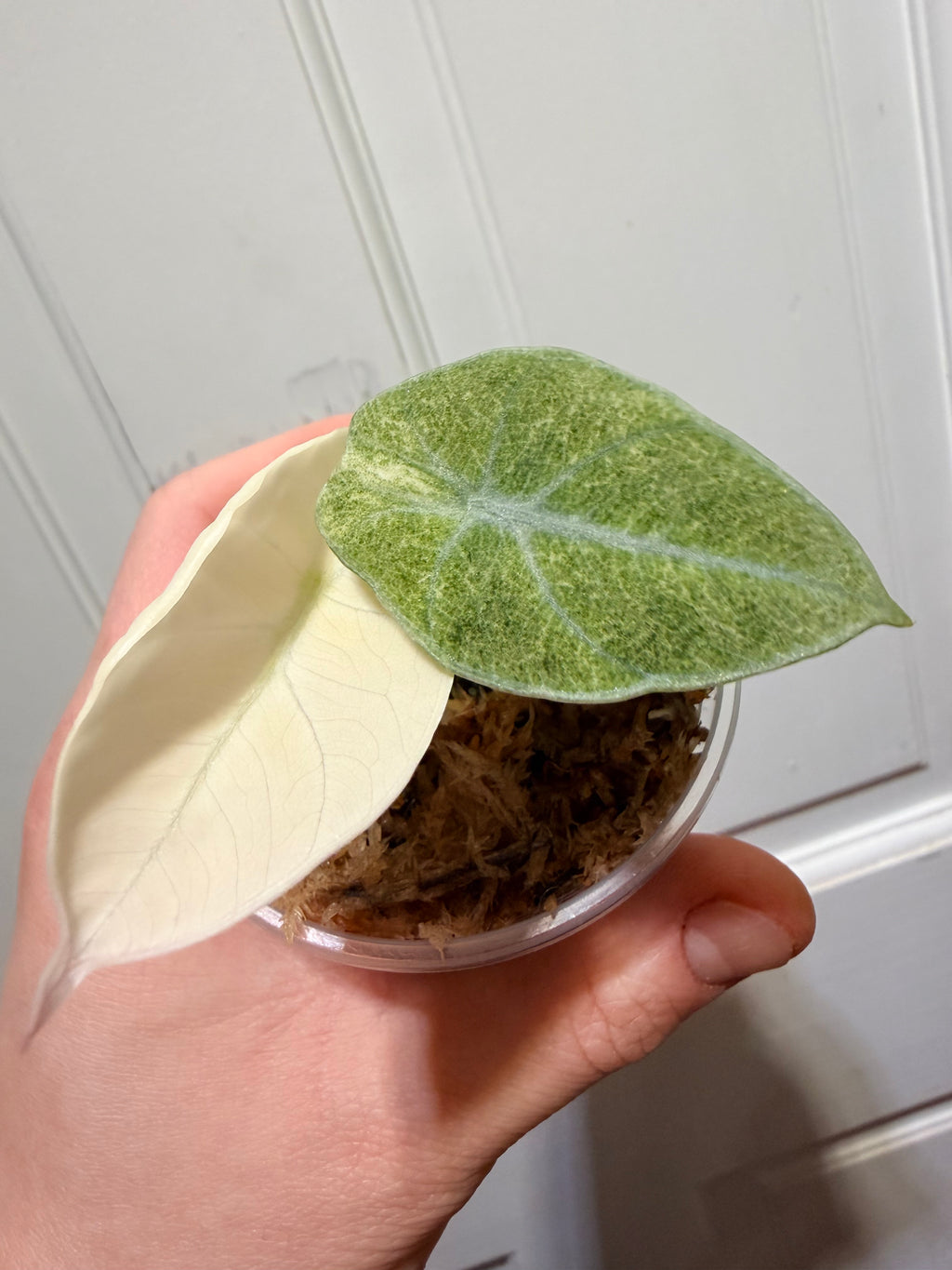 Alocasia Black Velvet Snow