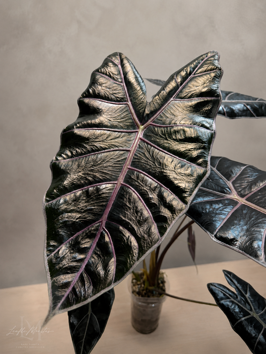Alocasia Black Satun Pink Bone Corm